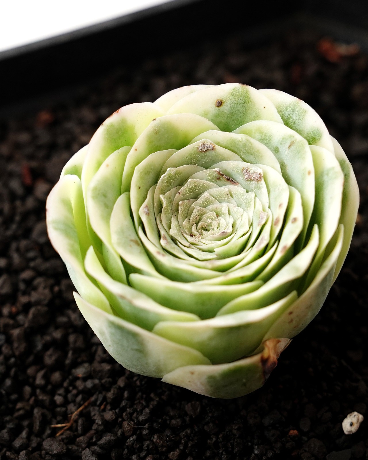 発根済カット苗 グリーノビア マウンテンローズ錦 S Greenovia aurea 'Mountain Rose' Variegated