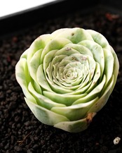 発根済カット苗 グリーノビア マウンテンローズ錦 S Greenovia aurea 'Mountain Rose' Variegated