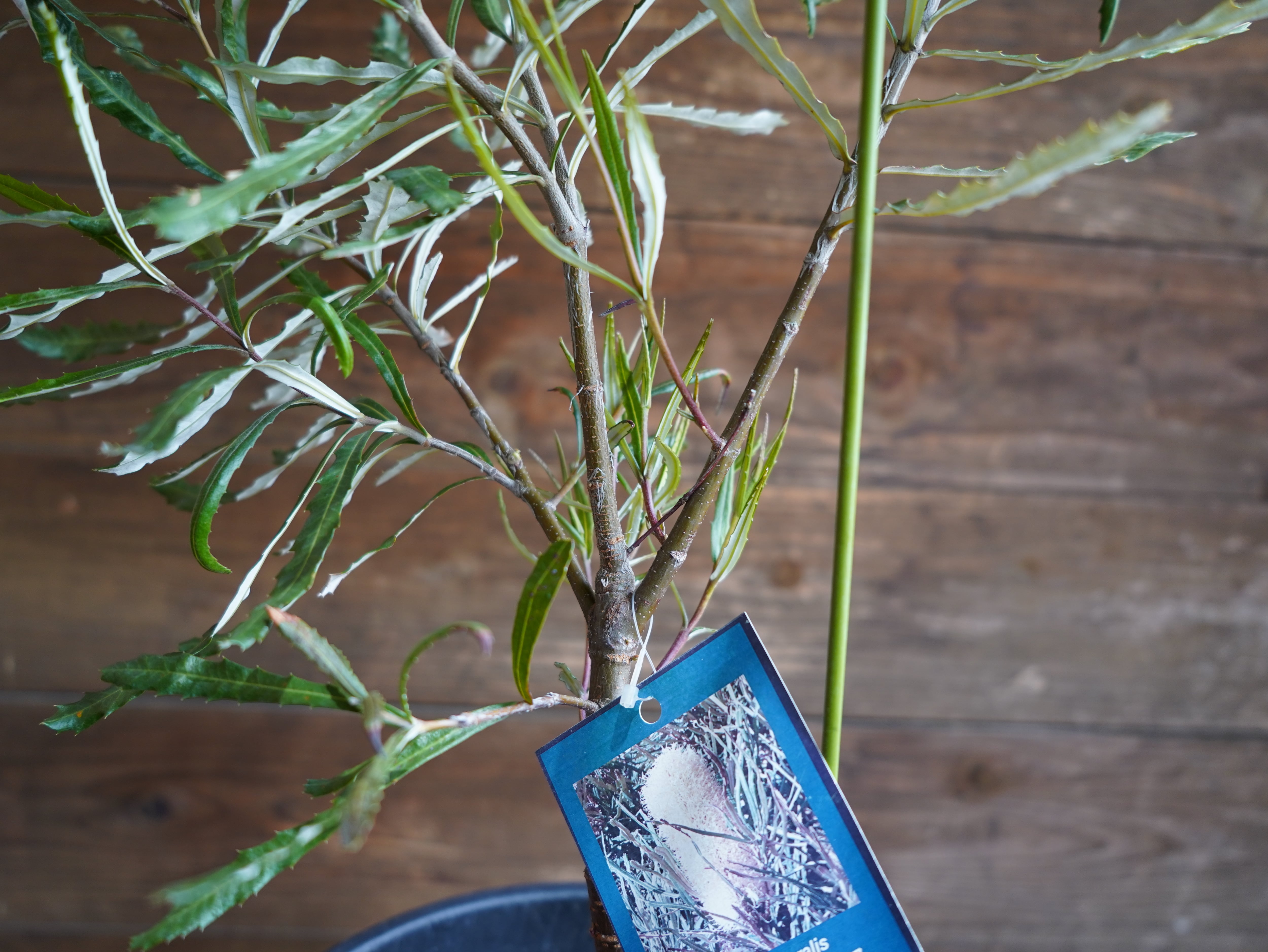 【現物】バンクシア　”リトラリス”