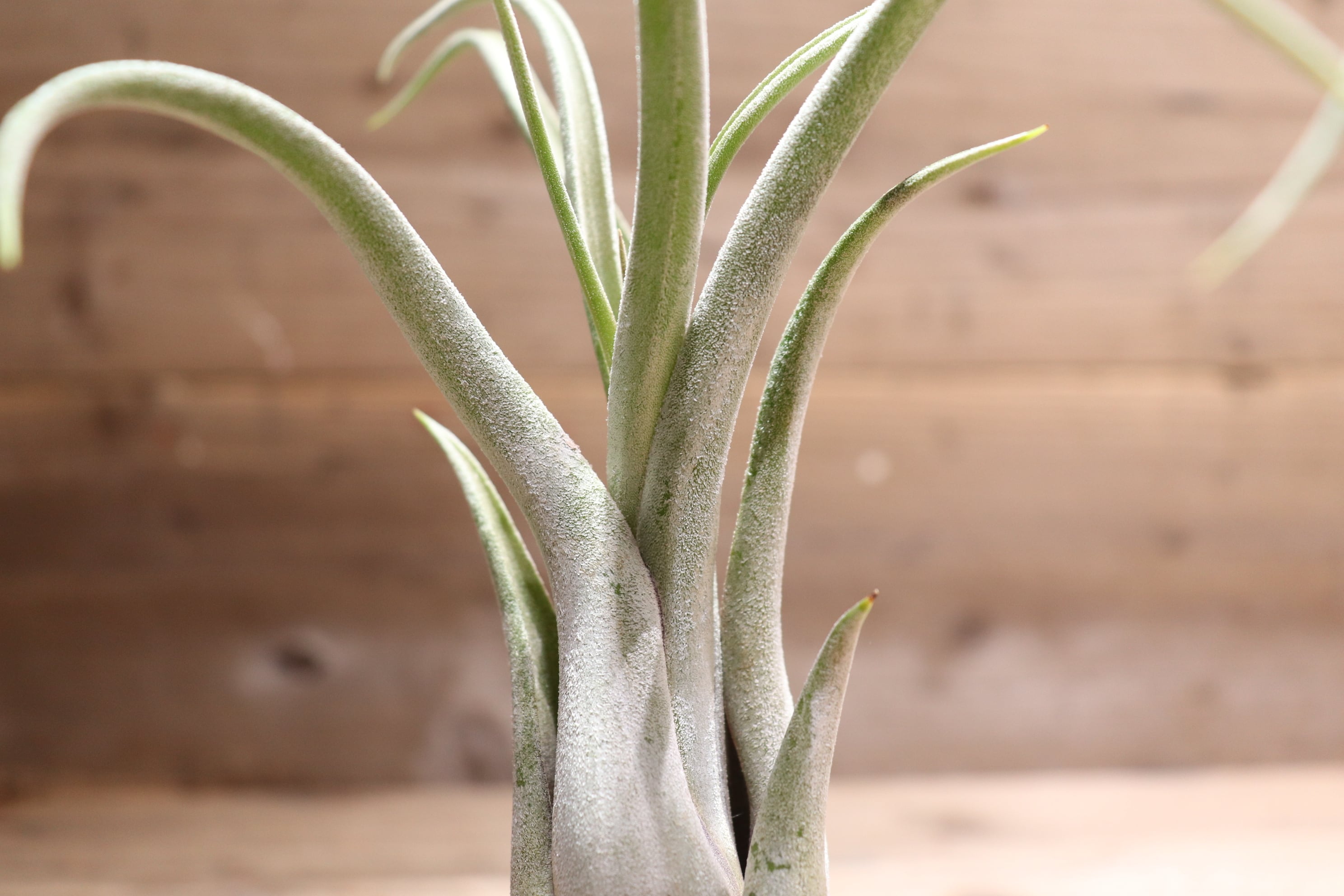 チランジア Sister Theresa チランジア・シスターテレサ Tillandsia Sister Theresa (T