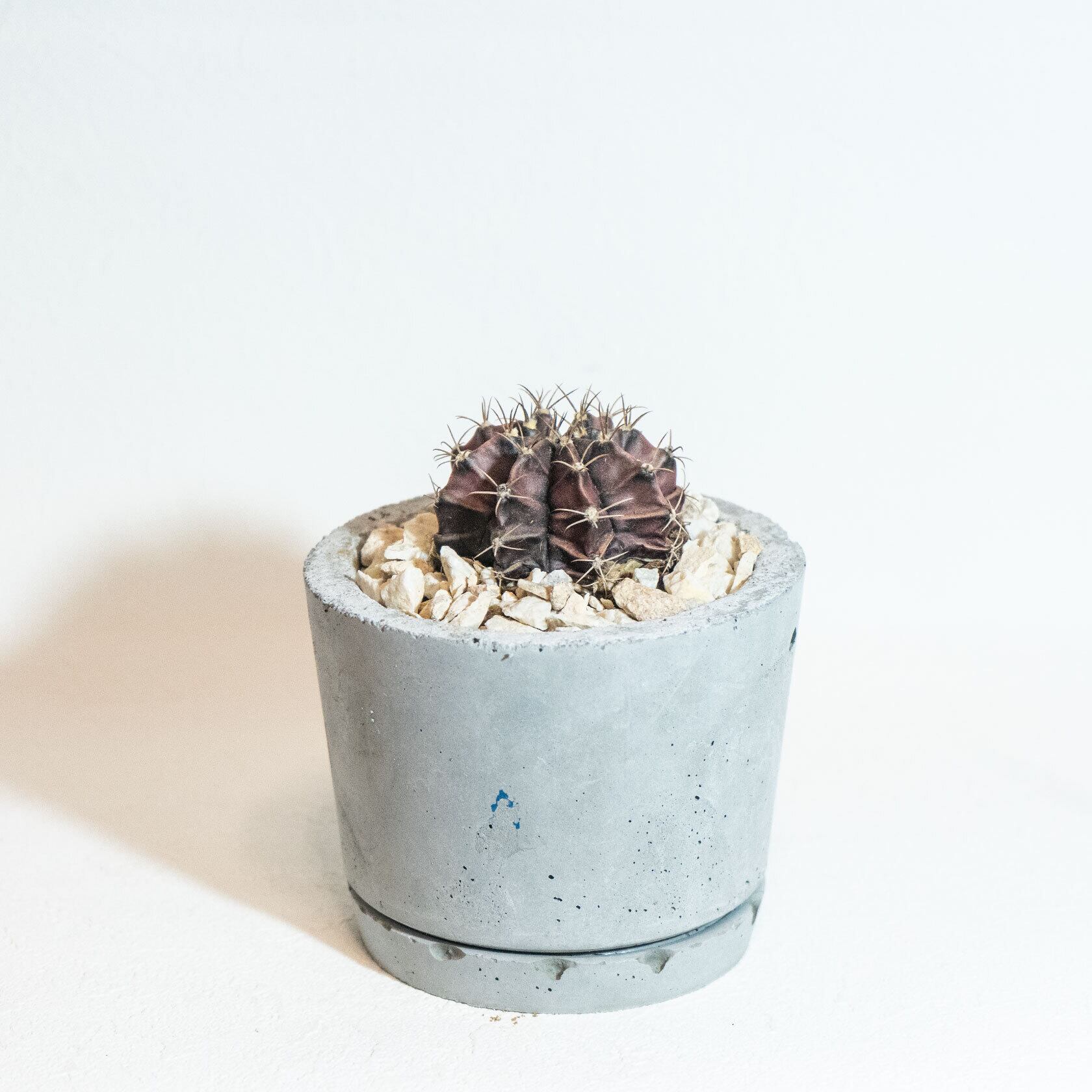 ＼送料無料／≪ 多肉植物 ≫室内管理もオッケーなサボテン・牡丹玉の鉢植え｜シンプルでお部屋を選ばない手作りモルタル鉢