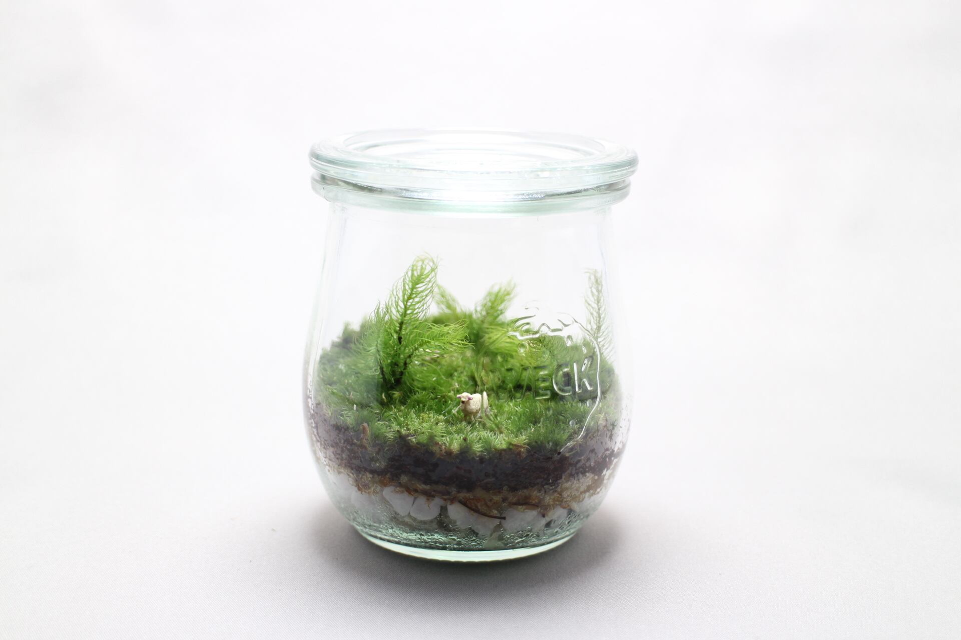 苔テラリウム 牧場 羊たちのいる風景 Weck Feel The Garden 苔テラリウム 牧場 羊たちのいる風景 Weck Feel The Garden
