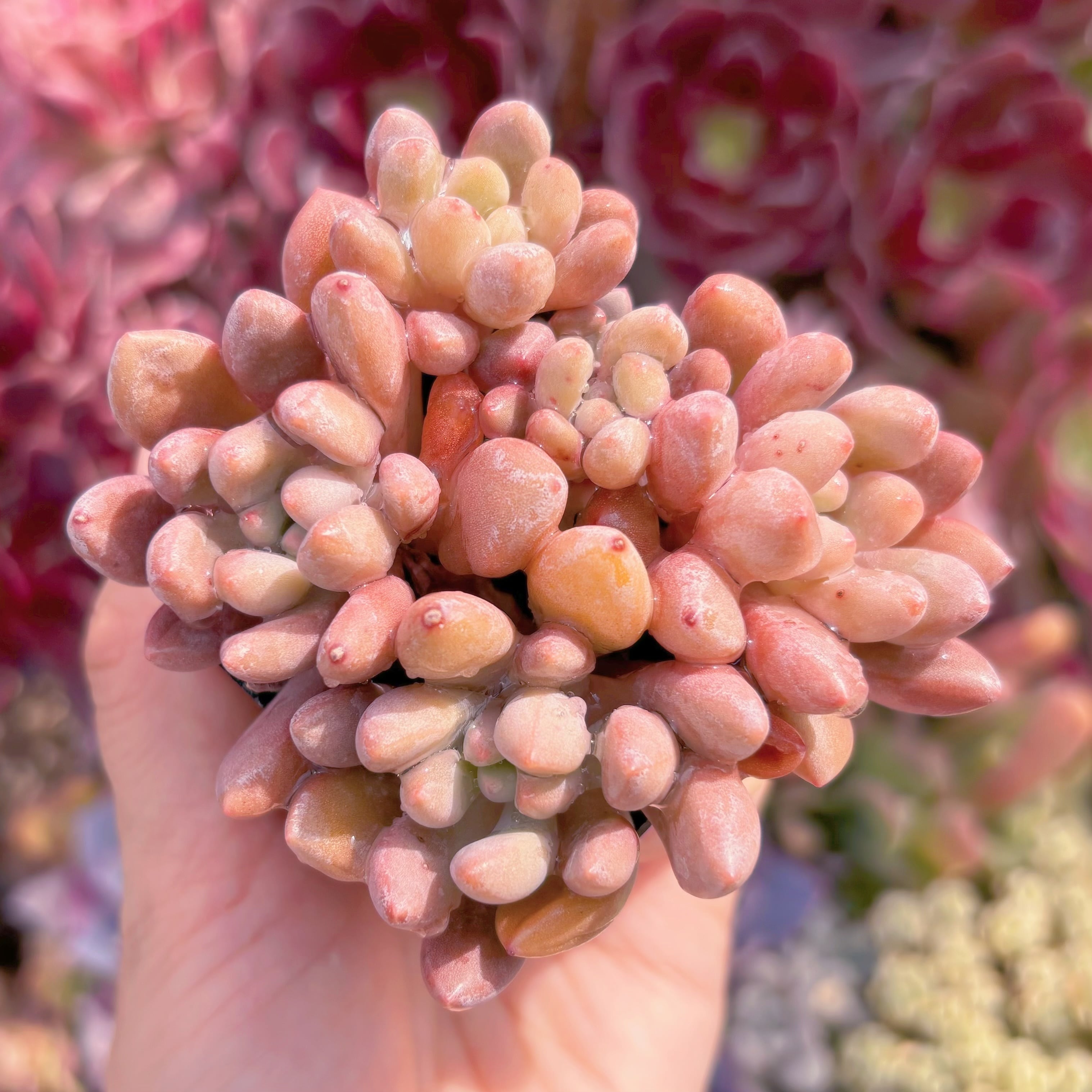 現品　コーラルパール#C09    群生　るる農園