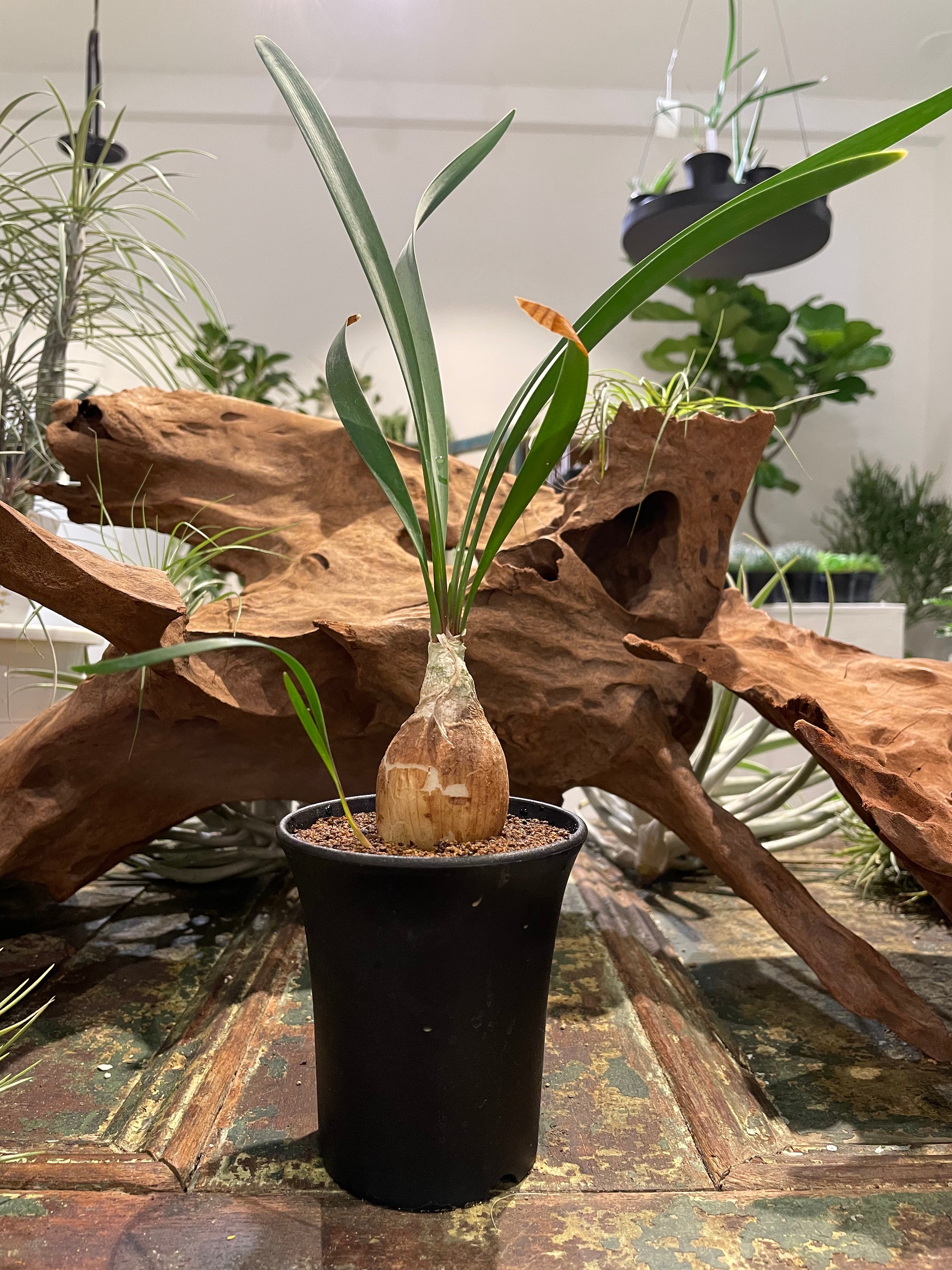 キルタンサス・スピラリス】国内実生苗 | THE GREEN SHOP