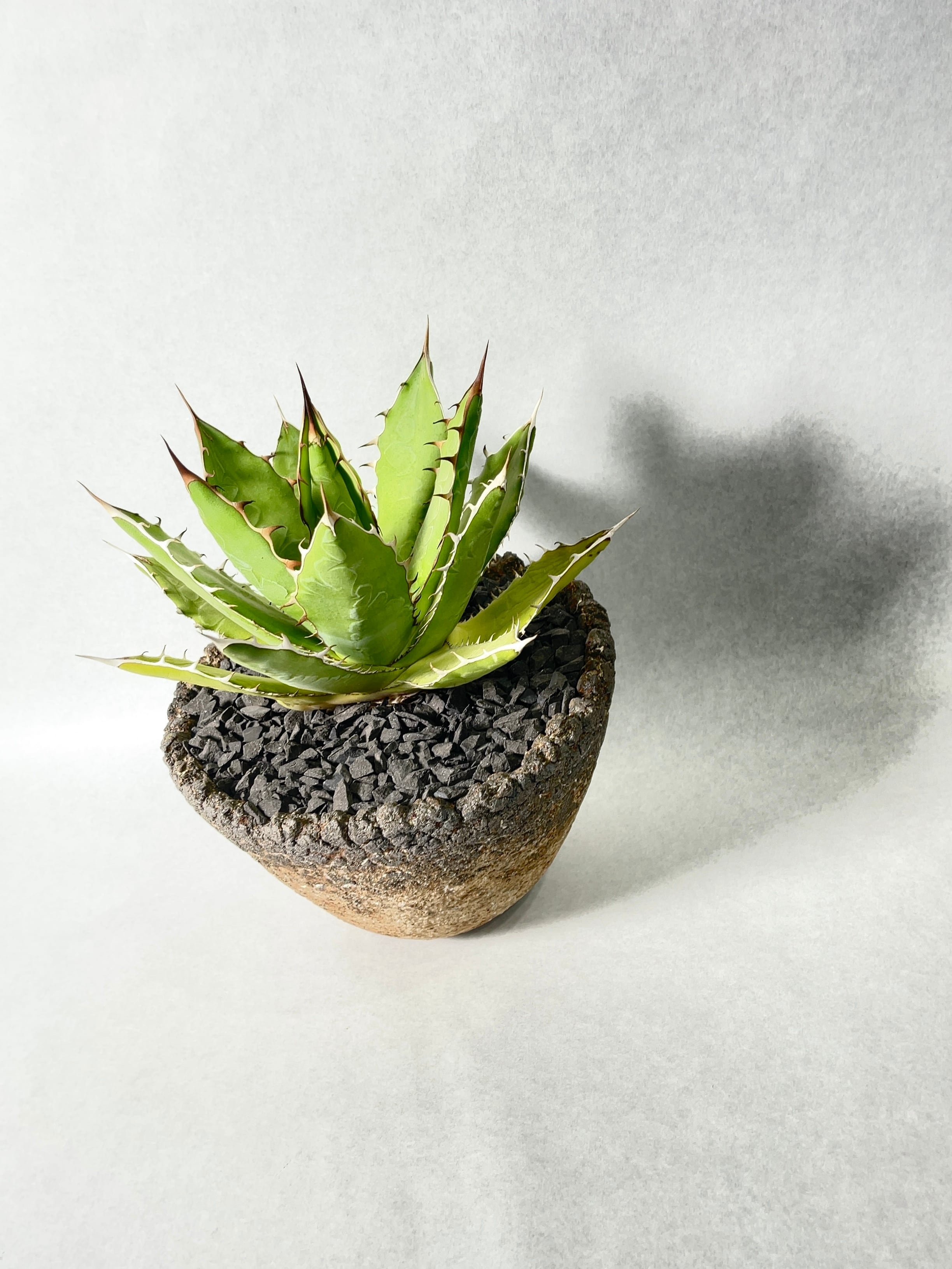 アガベ・万代厳竜 | trigger