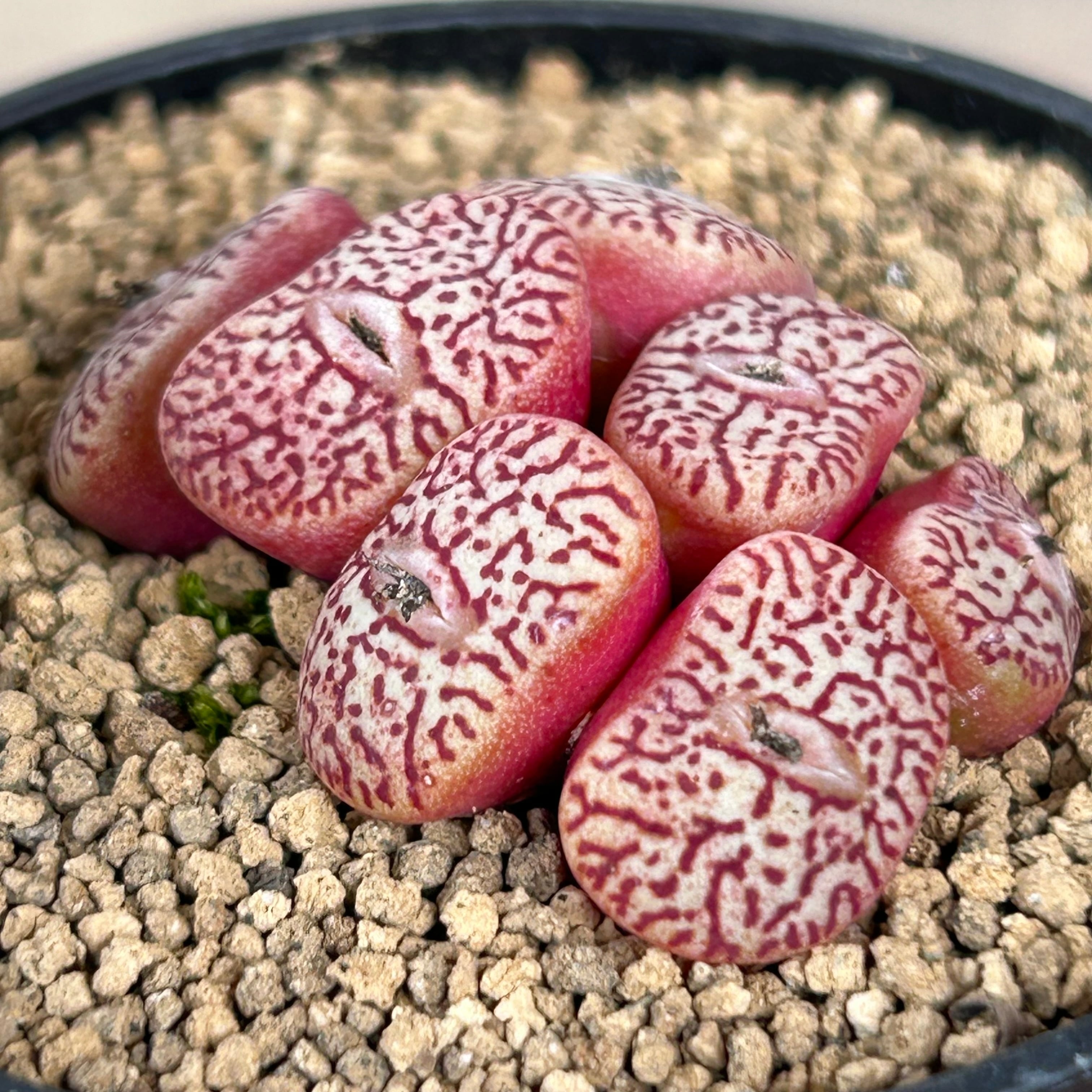 コノフィツム ミニマム ウィッテべルグンセ・実生 | RuPo 多肉植物専門店