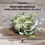 【送料無料】キセログラフィカ M〔エアプランツ〕現品発送T0651