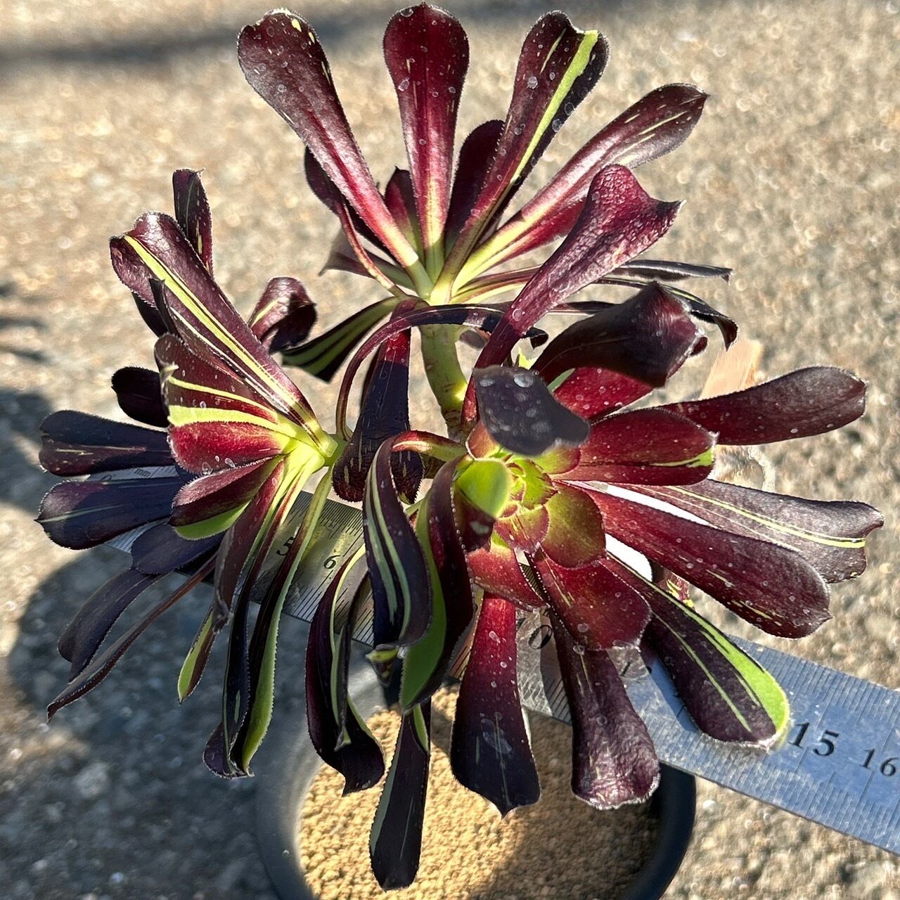 72#多肉植物アエオニウム錦❤️voodooのbigbang❤️1大頭38cm拔き苗 72