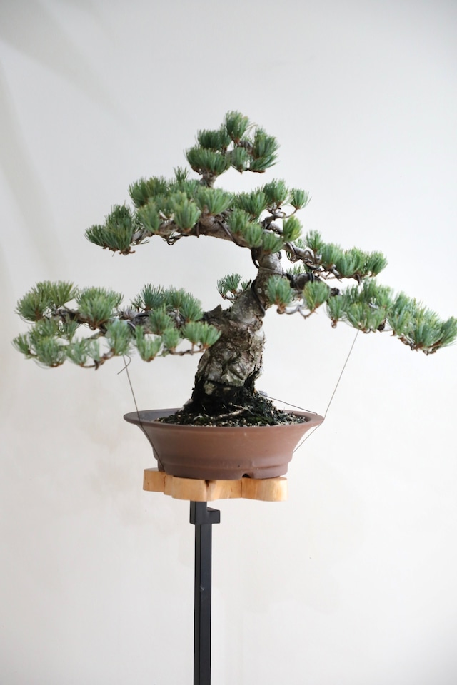 【渋谷区周辺エリア/配送料無料】【M】五葉松 盆栽 ※推定樹齢45年/Japanese white pine bonsai ※陶器鉢付き