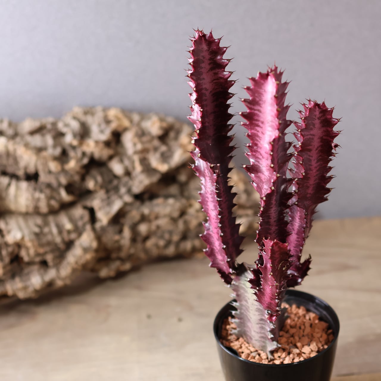 A381【青田園芸】塊根植物 サボテン多肉植物 実生 Euphorbia sapinii