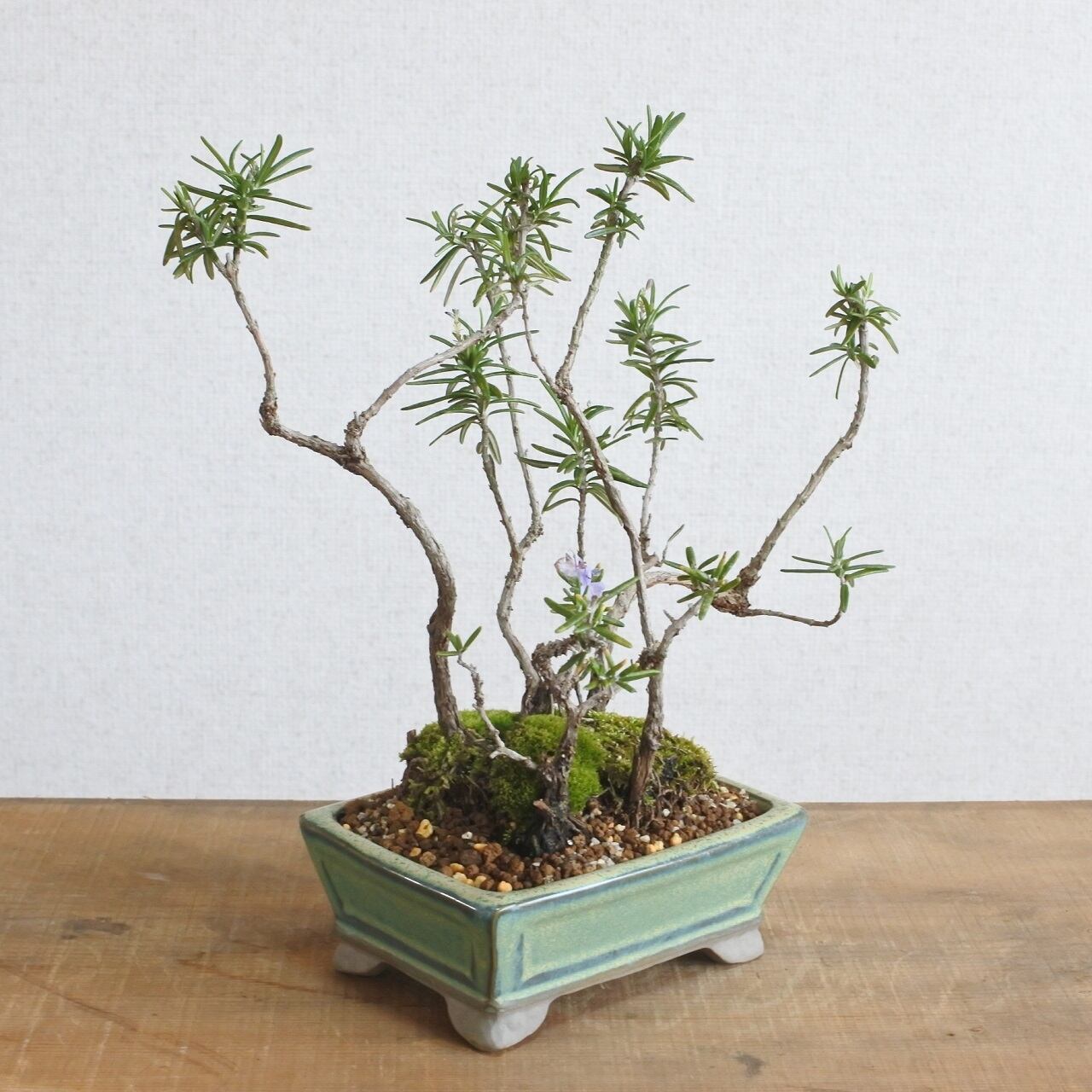 ハーブ ローズマリー 株立ち R15 Bonsai 鉄と山