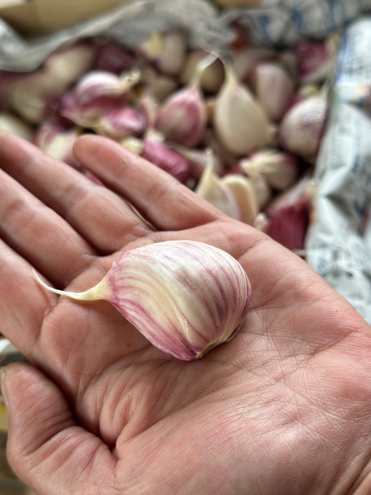 【農薬化学肥料不使用】暖地にんにく王様！平戸生にんにくバラ500ｇ約50片