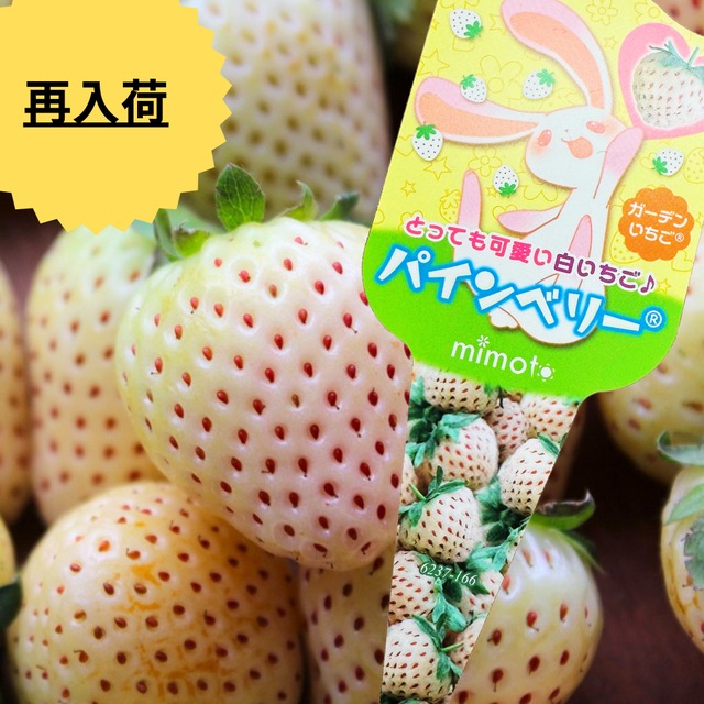 パイン風味の白いちご　 パインベリー  1苗（3号）果物苗　（正式名称：パイナップルストロベリー）