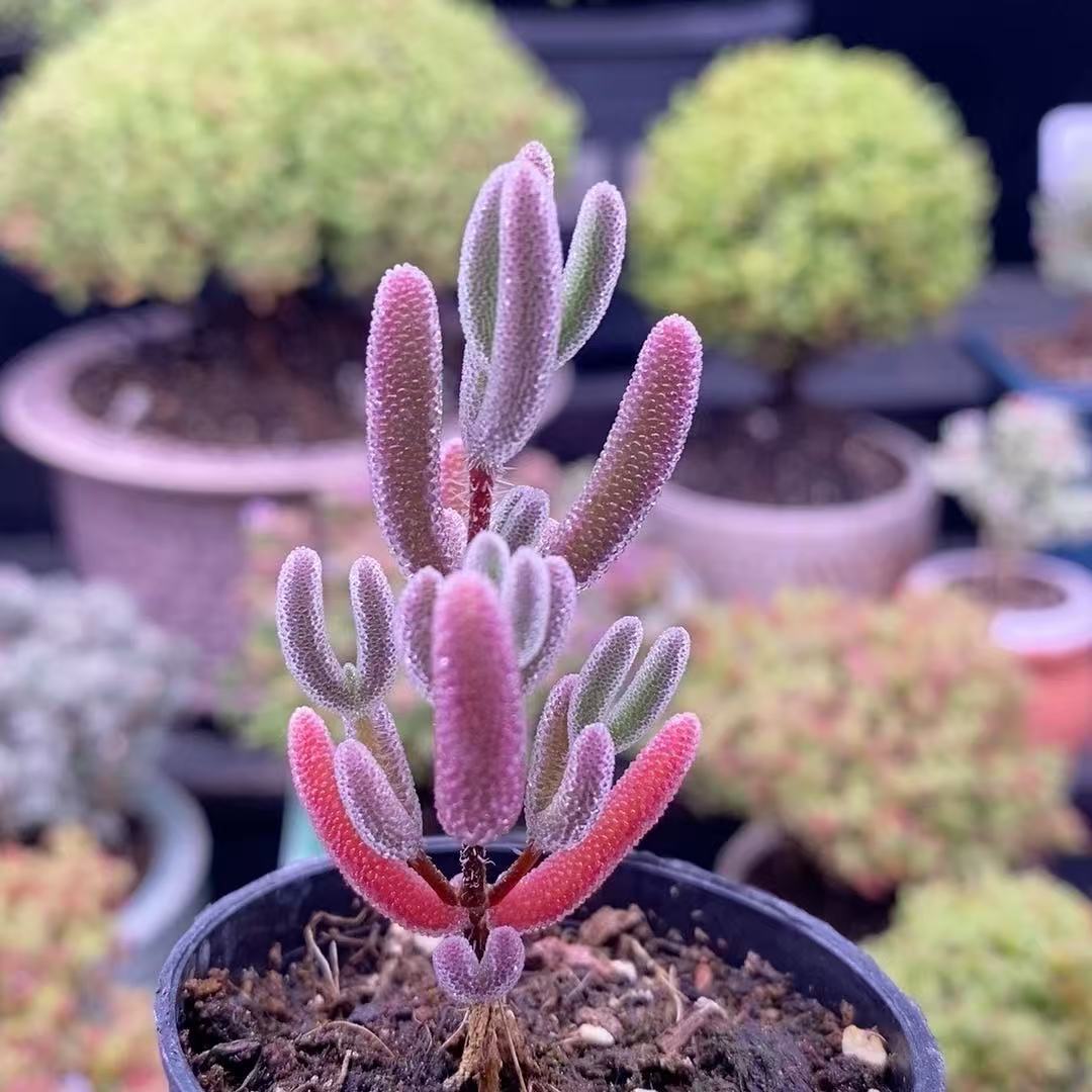 超美株です‼︎ タンクブロメリア ビルベルギア『Limestone