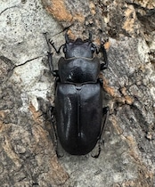 【美麗】即ブリ《メタリフェルホソアカ 77mm ペア》わたくわ氏ブリード個体