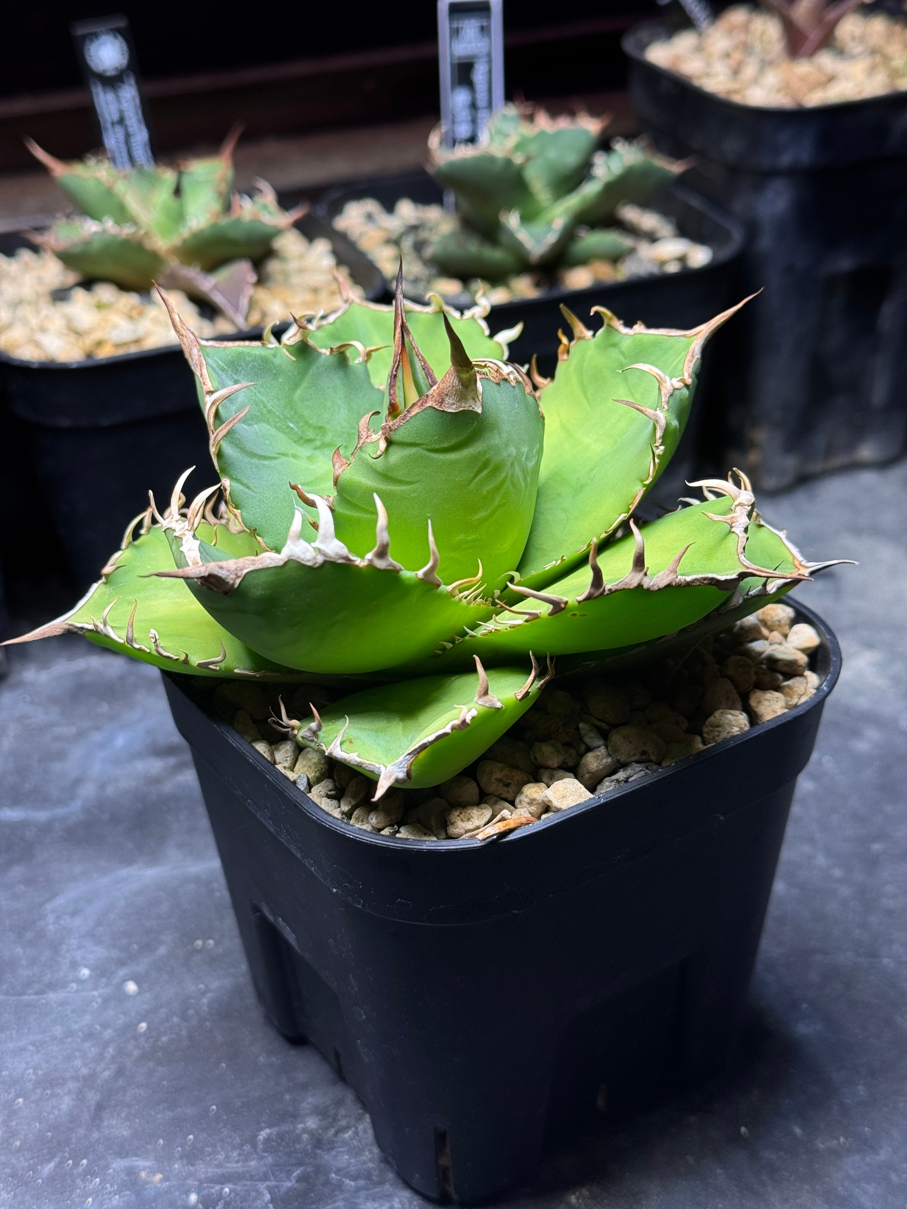 アガベ チタノタ バトルアックス イラン株 ③ | F.T.W Tokyo