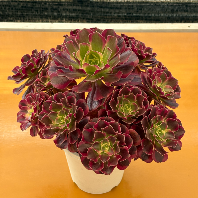多肉植物専門店 たにくふぁ〜む