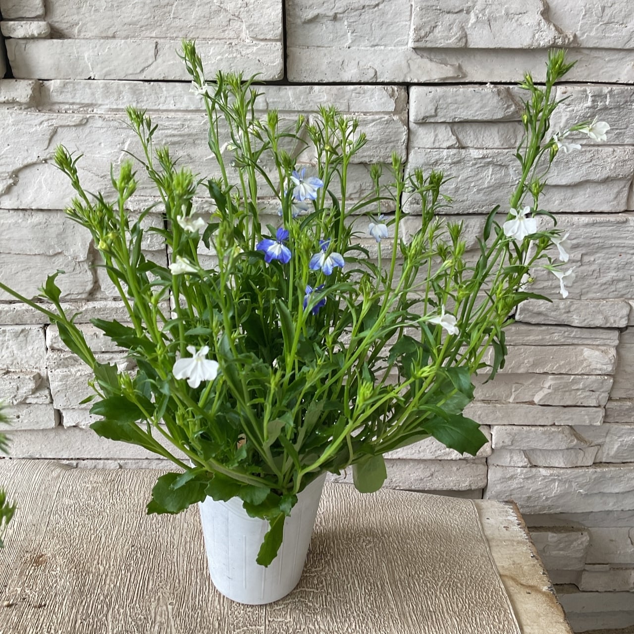 宿根ロベリア 夏子 橋本種苗園