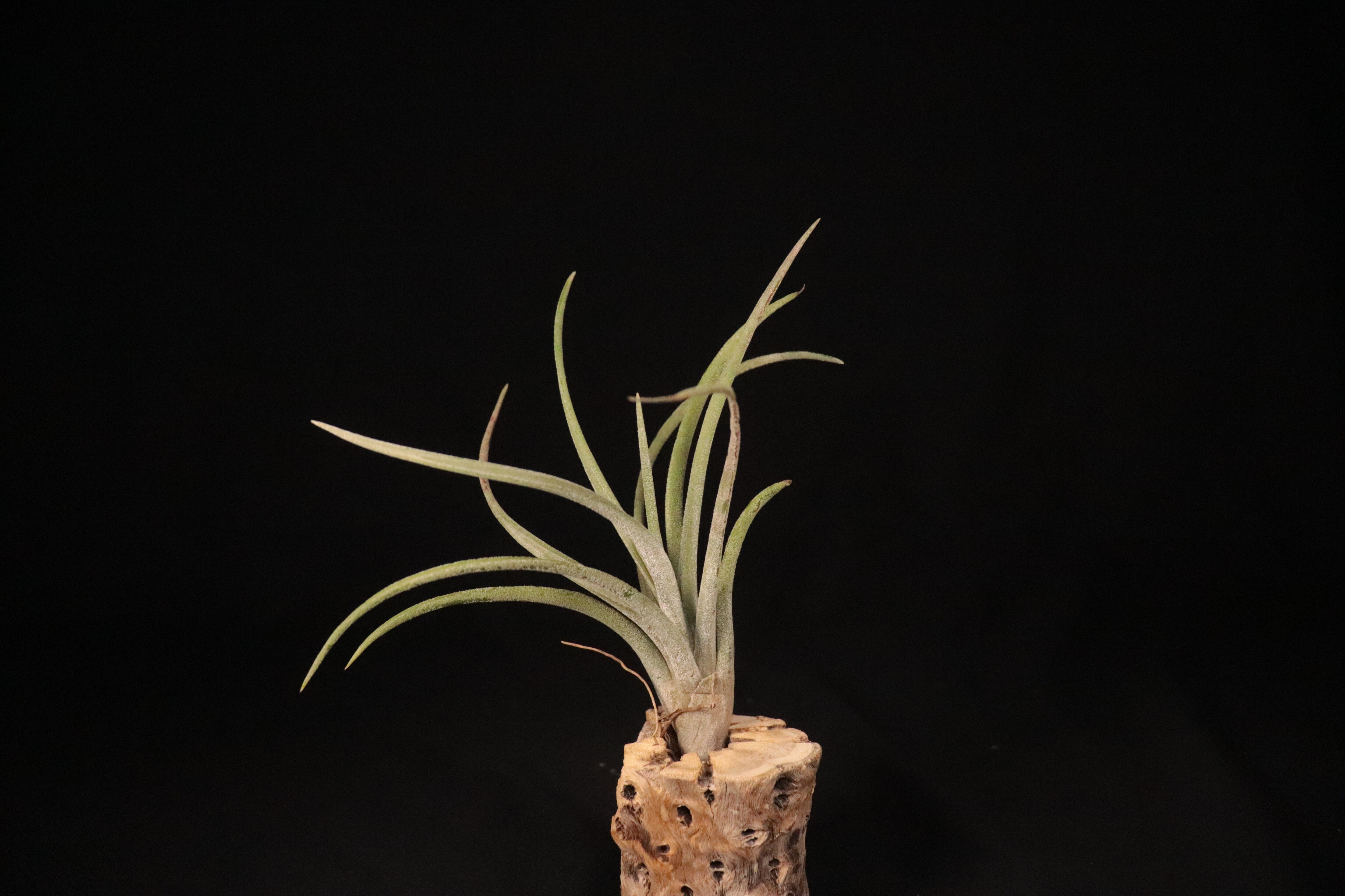送料無料】klausii〔エアプランツ〕現品発送T3821 | plane plants