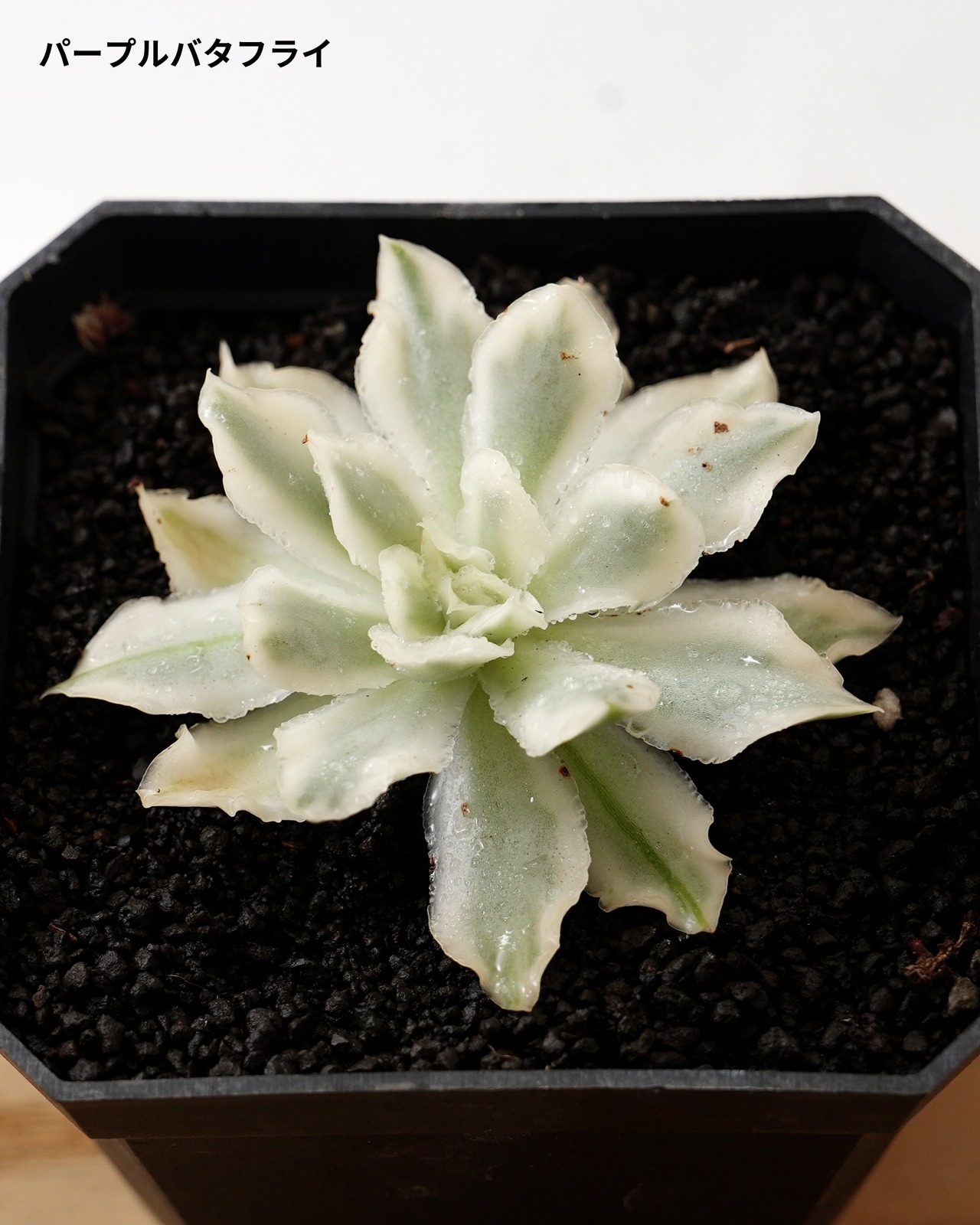 【SUCCULENTSセット 5種】沙羅姫牡丹錦/フレイムマウンテン錦/ジュジュ 他