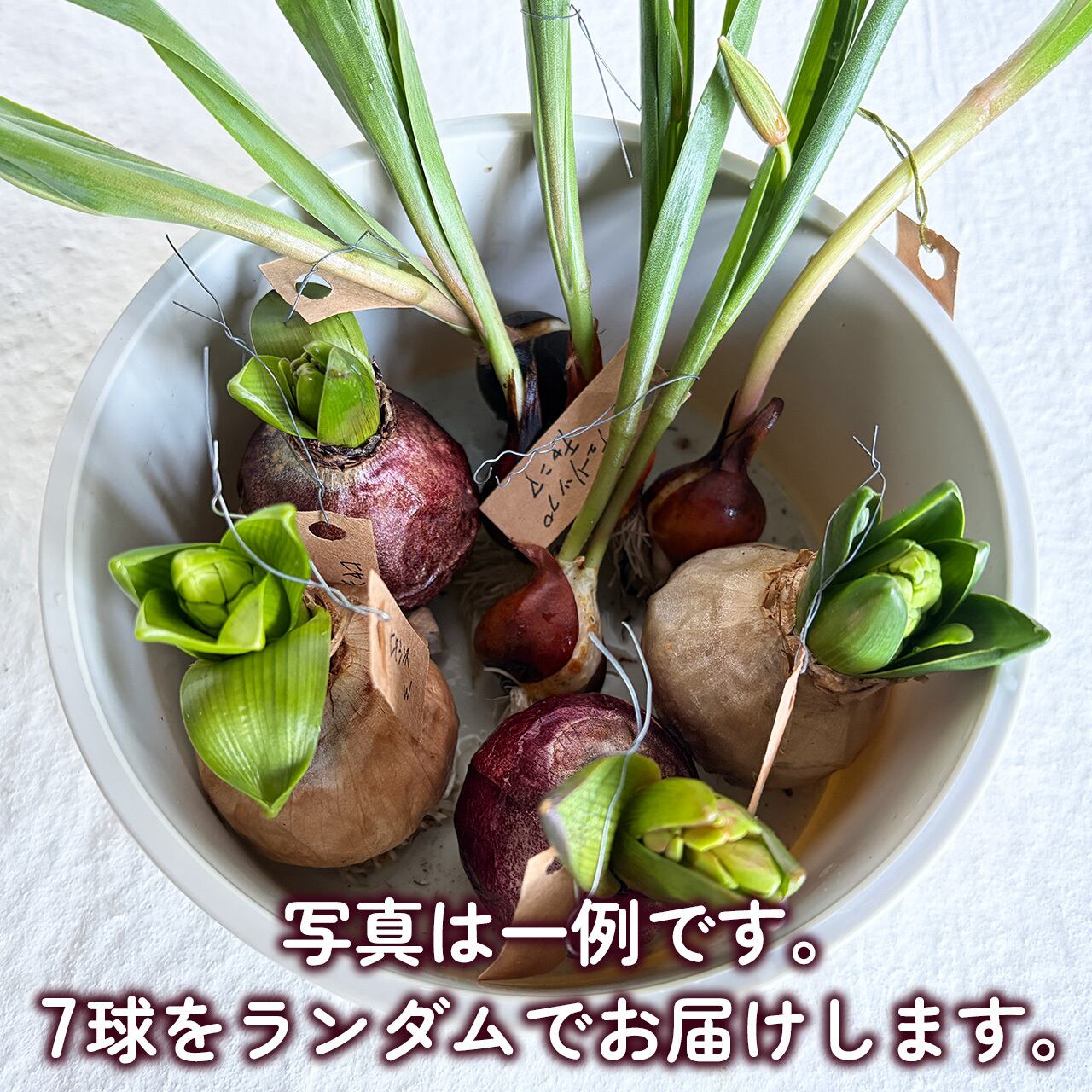 数量限定〉花つき球根 ミニチューリップとヒヤシンス 7球セット
