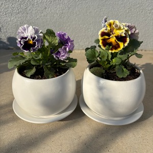 【ブラックフライデー　11/28-30出荷】　フリルパンジー　コライユ　白鉢入り　