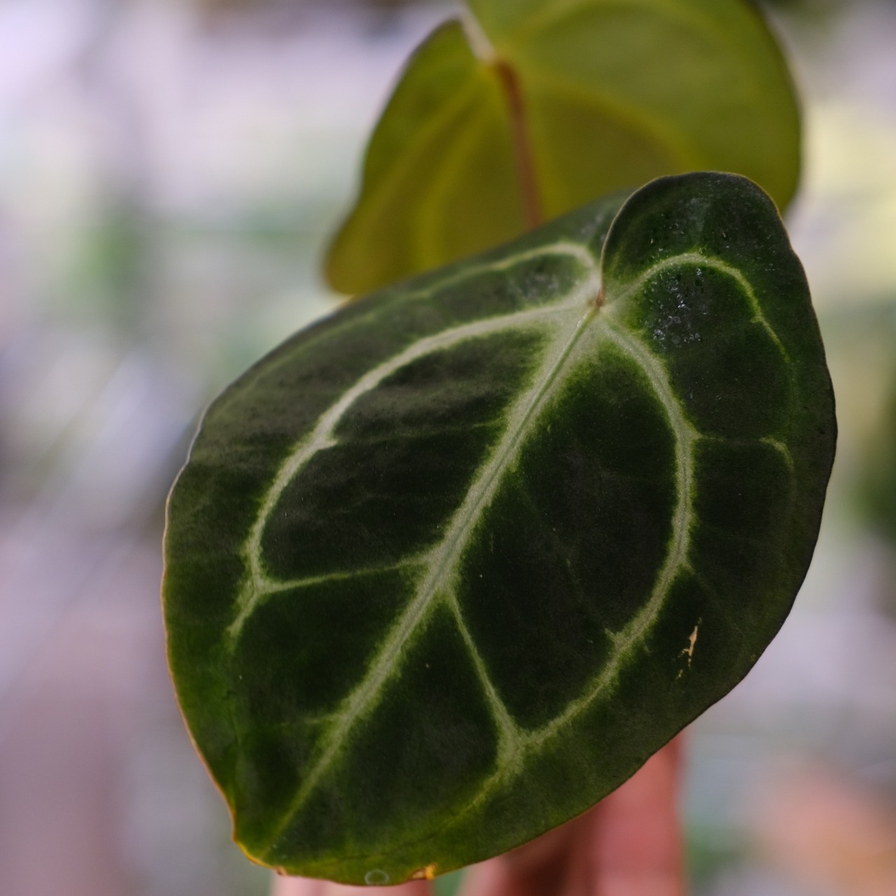 Anthurium carlablackiae / アンスリウム カーラブラッキアエ②│観葉植物