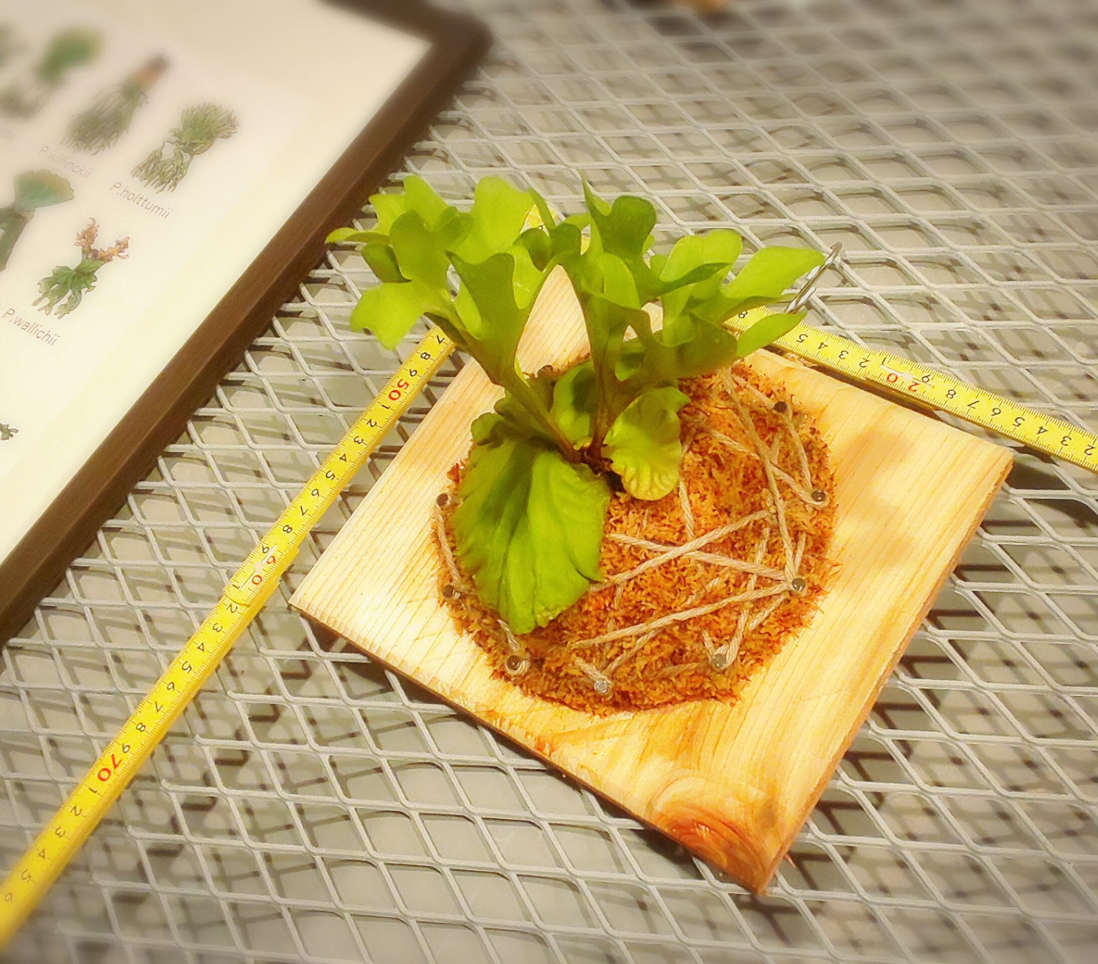 ビカクシダ リドレイ ドワーフ P Ridleyi Dwarf Fern Garden