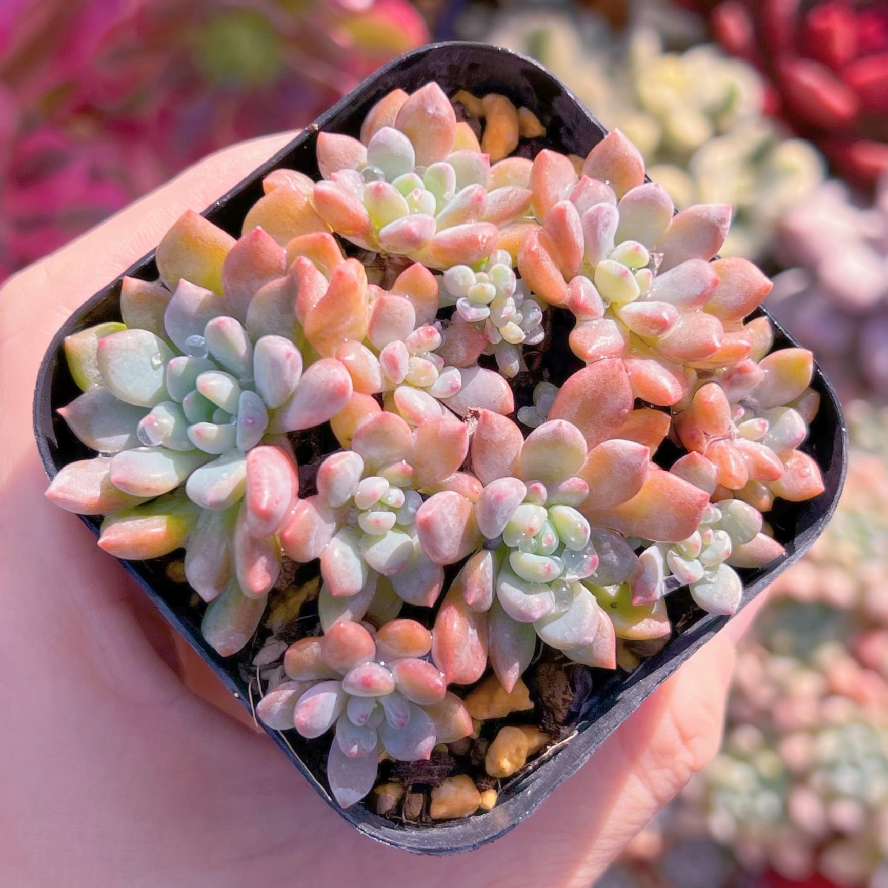 現品　ブルーグロブローサ#684   古株   るる農園