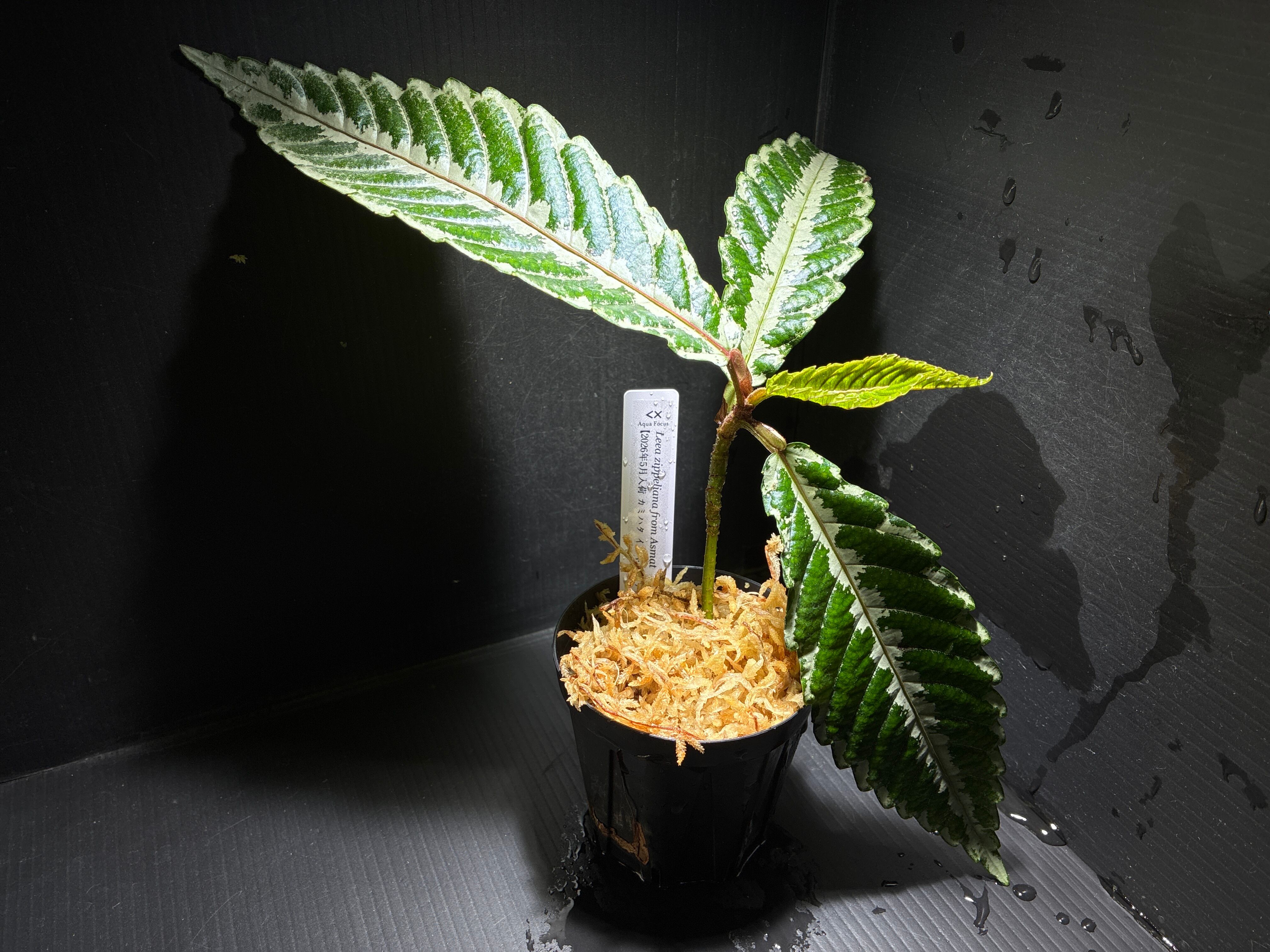 Bucephalandra sp.Kedagang Pink Variegata（ブセファランドラsp.クダ