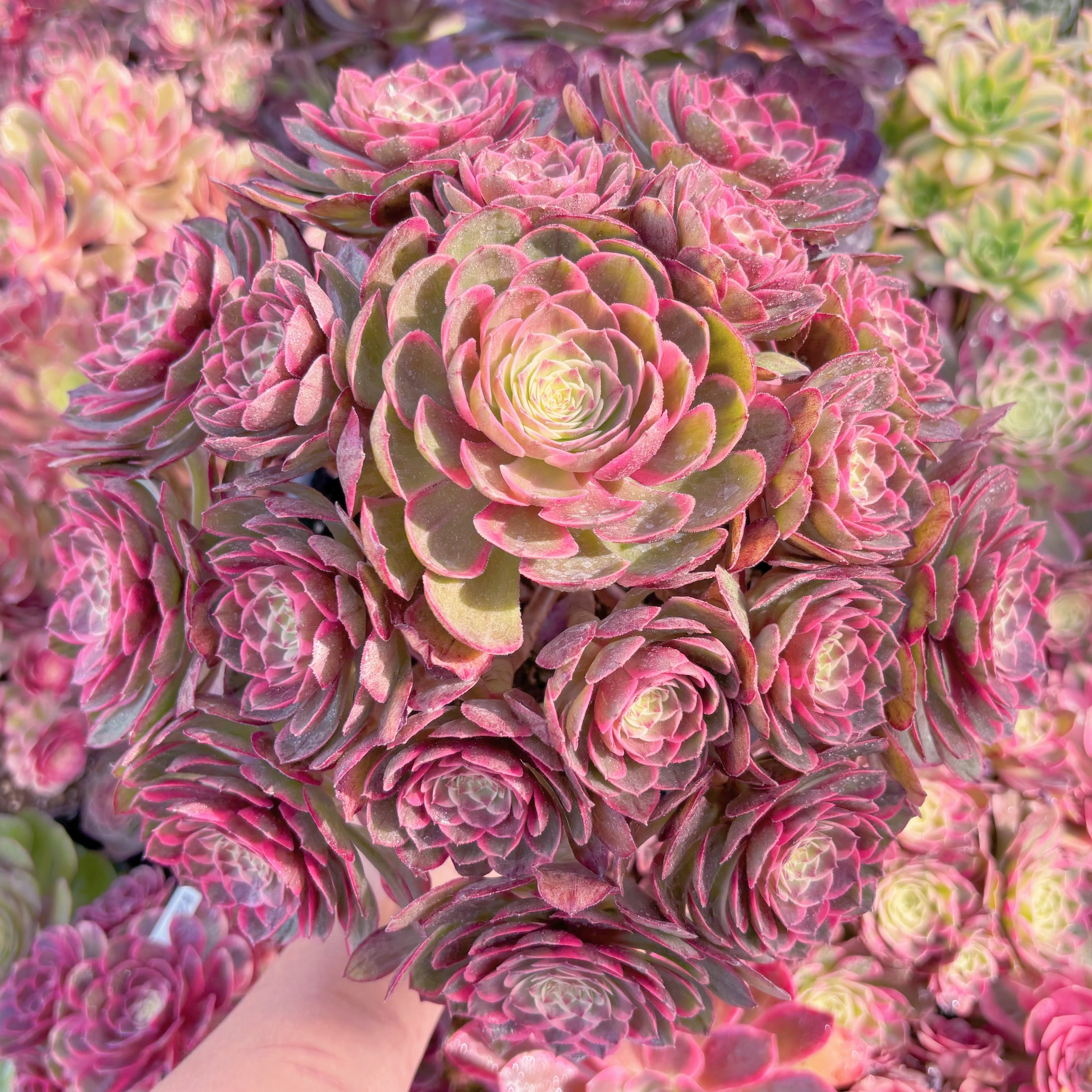 現品　夜宴の妖姫#K111　特大群生　新入荷　るる農園