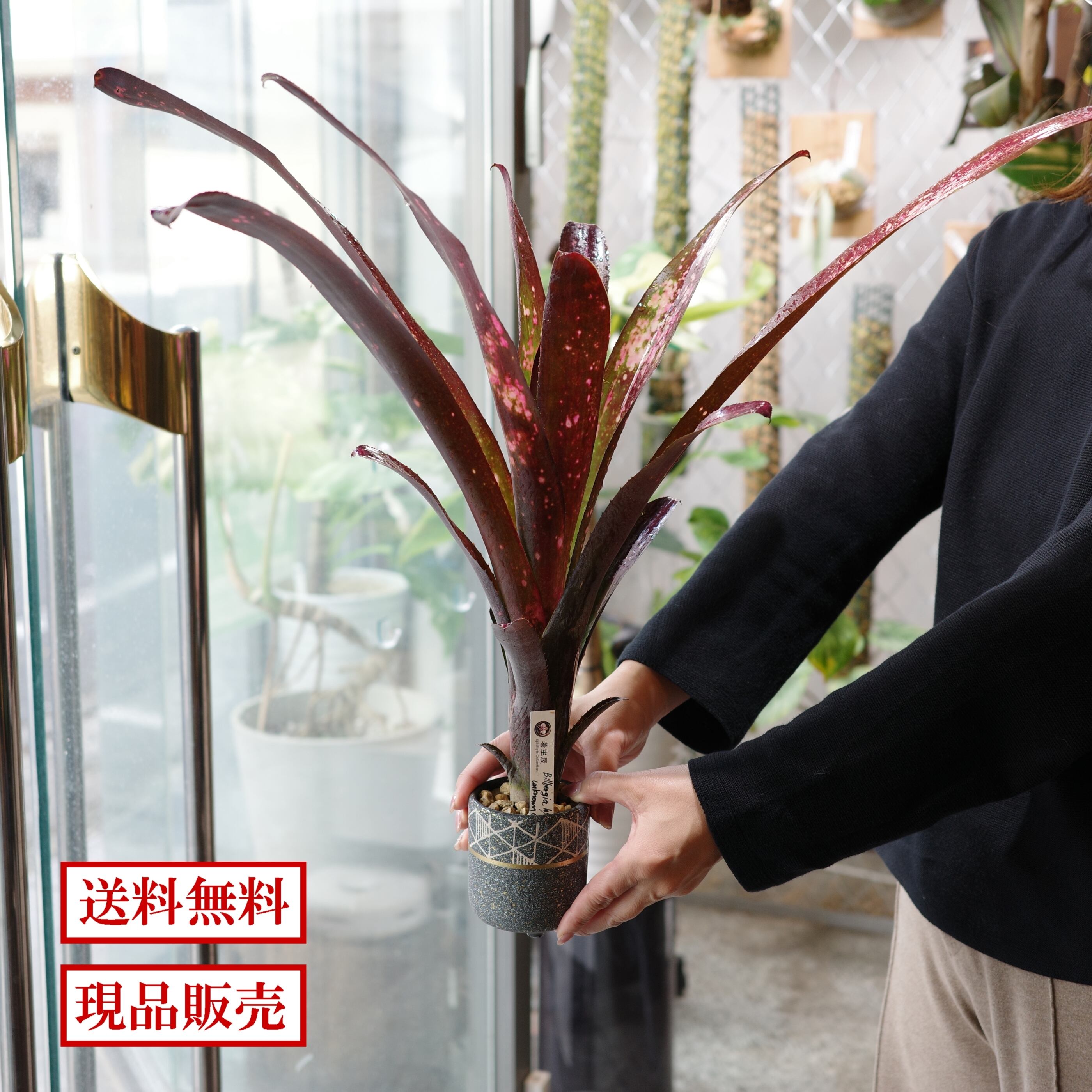 ネオレゲリア/品種不明 | 着生屋 Epiphyte Collection ネオレゲリア/品種不明 | 着生屋 Epiphyte Collection