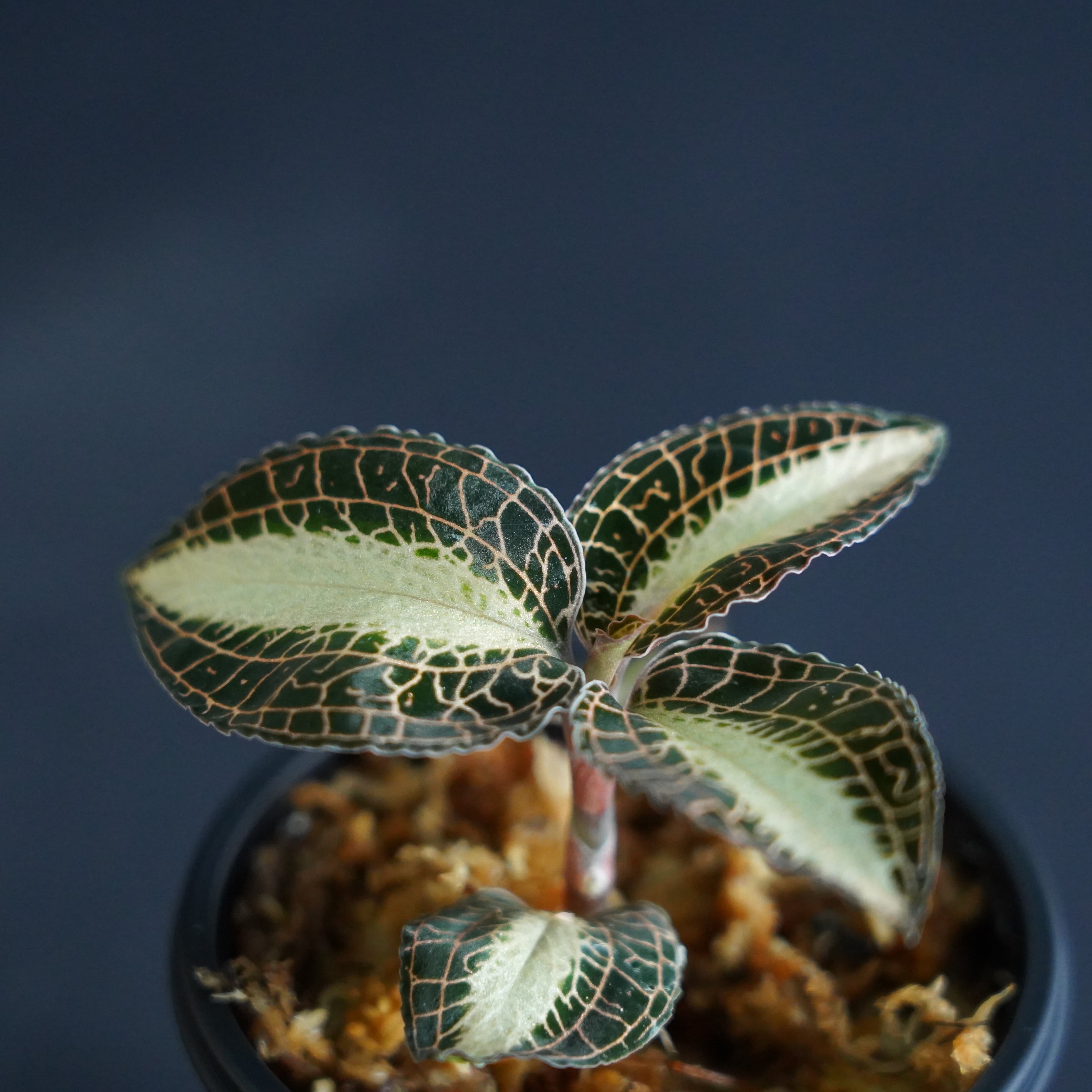 ◇現品◇アネクトキルスsp. （Wide Vein Type）【ジュエルオーキッド