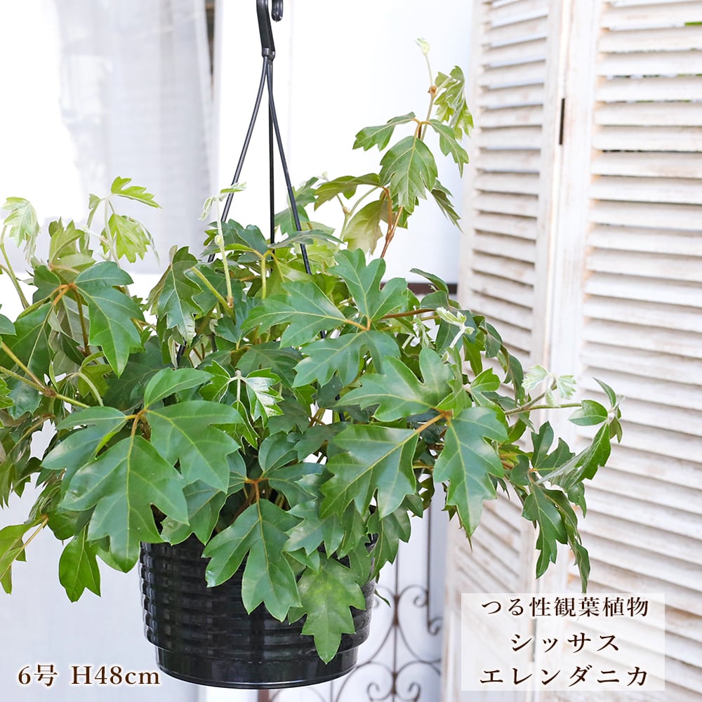 観葉植物 シッサス エレンダニカ グレープアイビー 6号 H48cm 吊り鉢