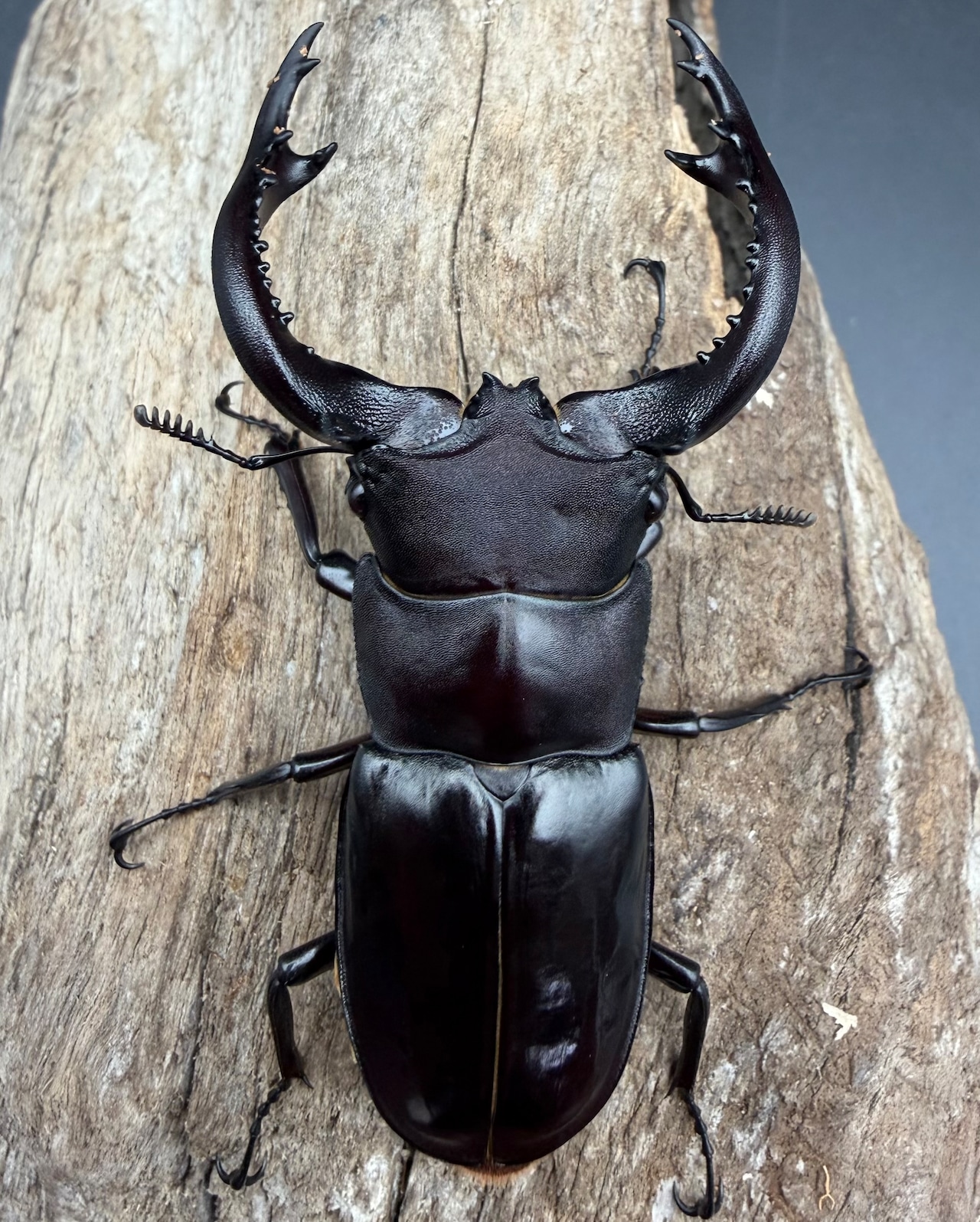 《フォルスターフタマタ亜種キヨタミ 74mm A'品ペア》