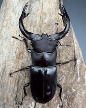 《フォルスターフタマタ亜種キヨタミ 74mm A'品ペア》