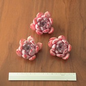 発根済カット苗 幻夢? Echeveria 'HuanMeng'