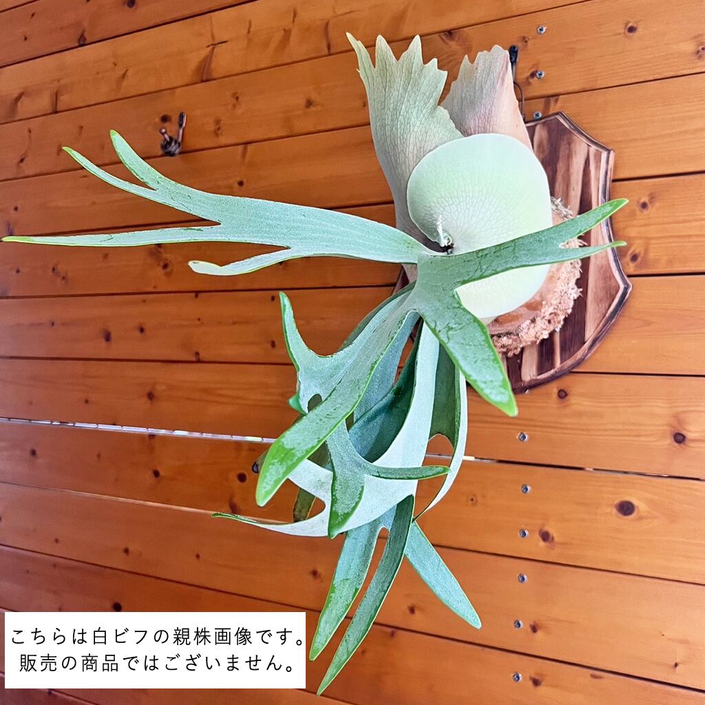 ビカクシダ 白ビフ 板付 【観葉植物 壁掛け コウモリラン】 | bikakuya