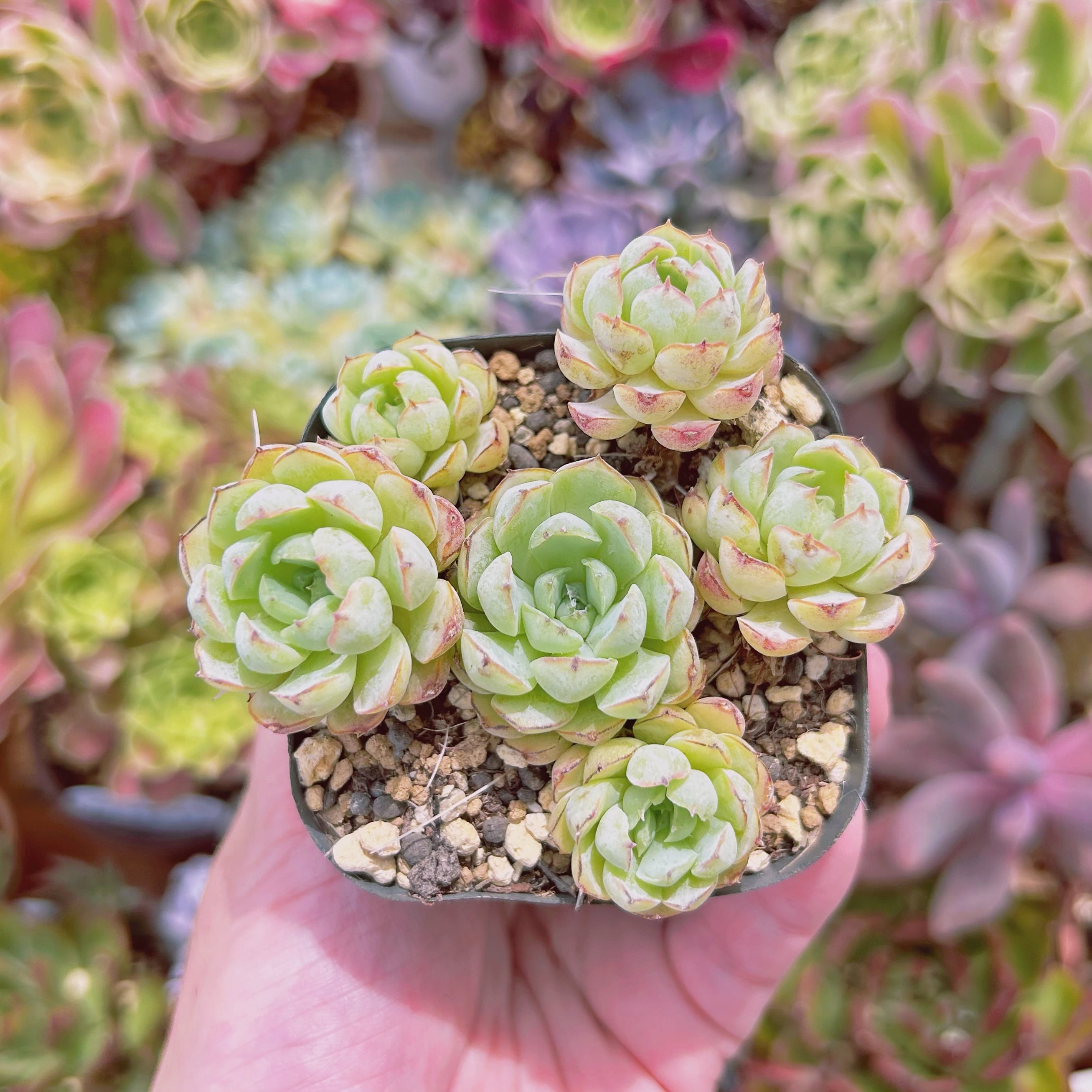 現物　多肉植物　新品種　スターボール　抜き苗