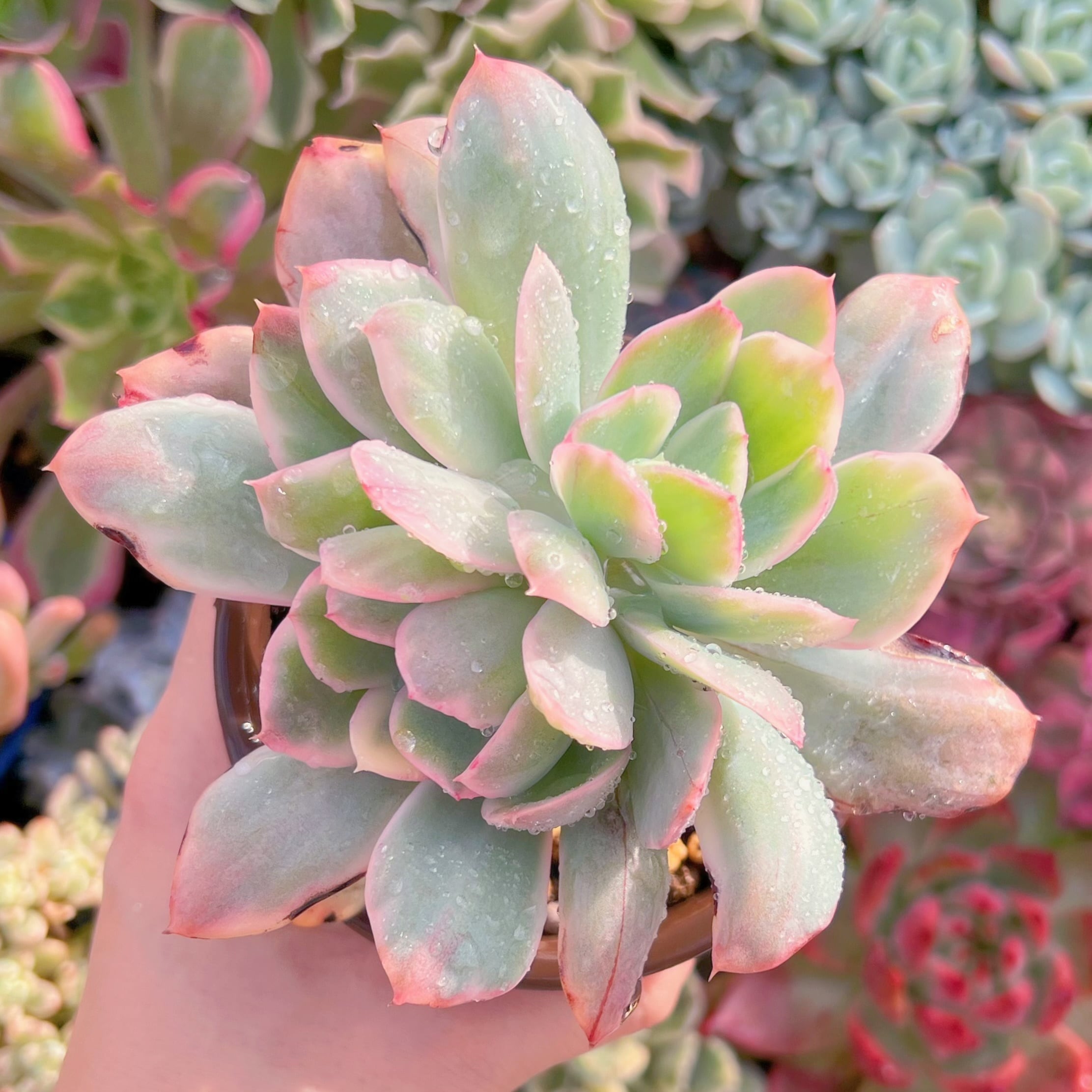 現品　ルエラ錦#A63　群生　るる農園