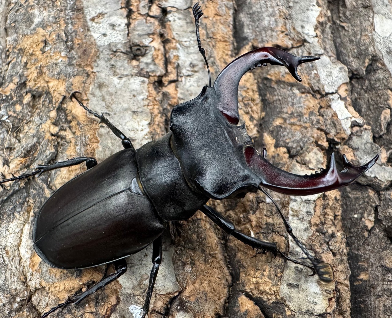 《ヨーロッパミヤマ(ケルブスミヤマ) 66mm ペア》