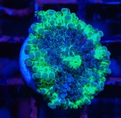 【現地買付】Yuma Frag 2