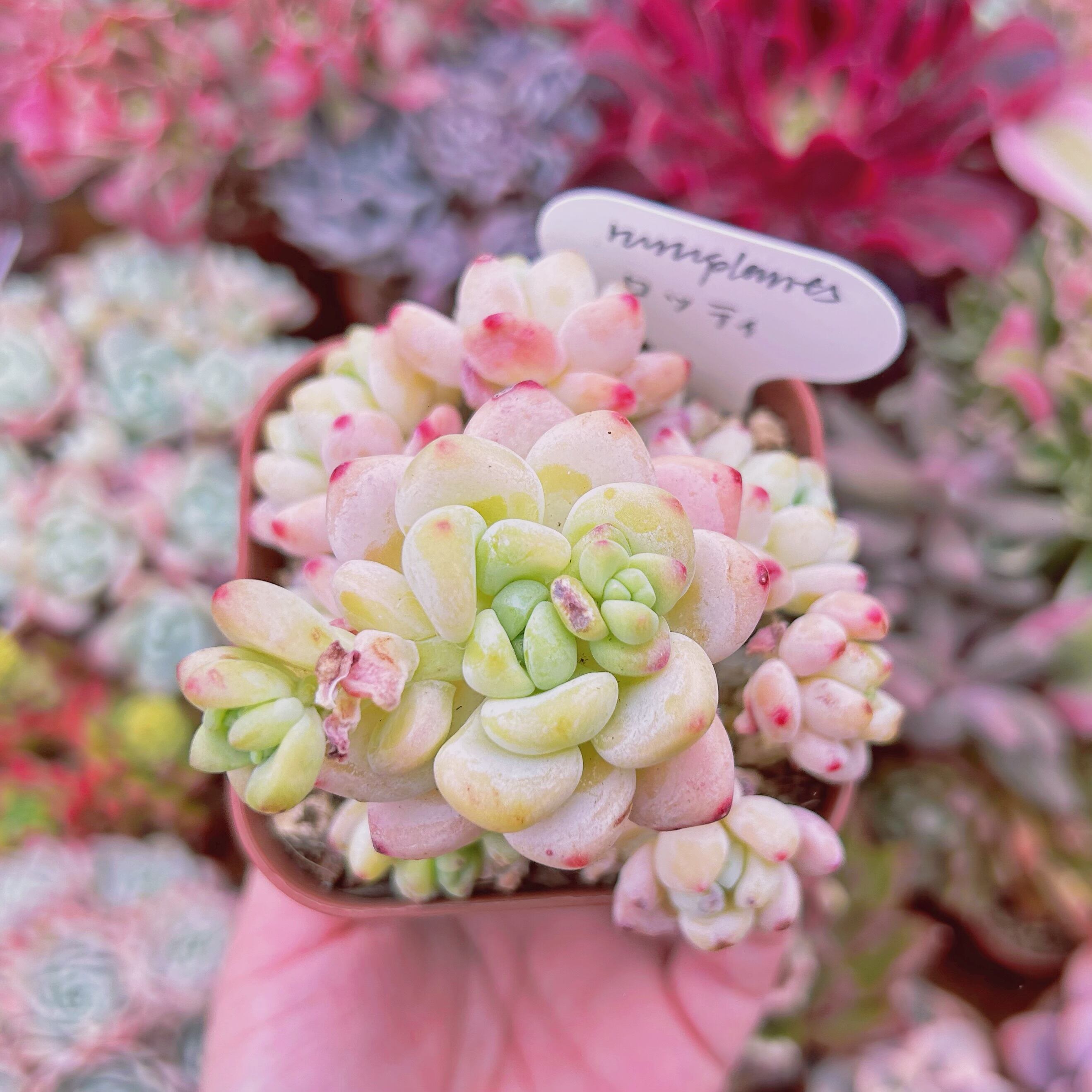 #010現物　多肉植物　 ロッティ　小傷あり