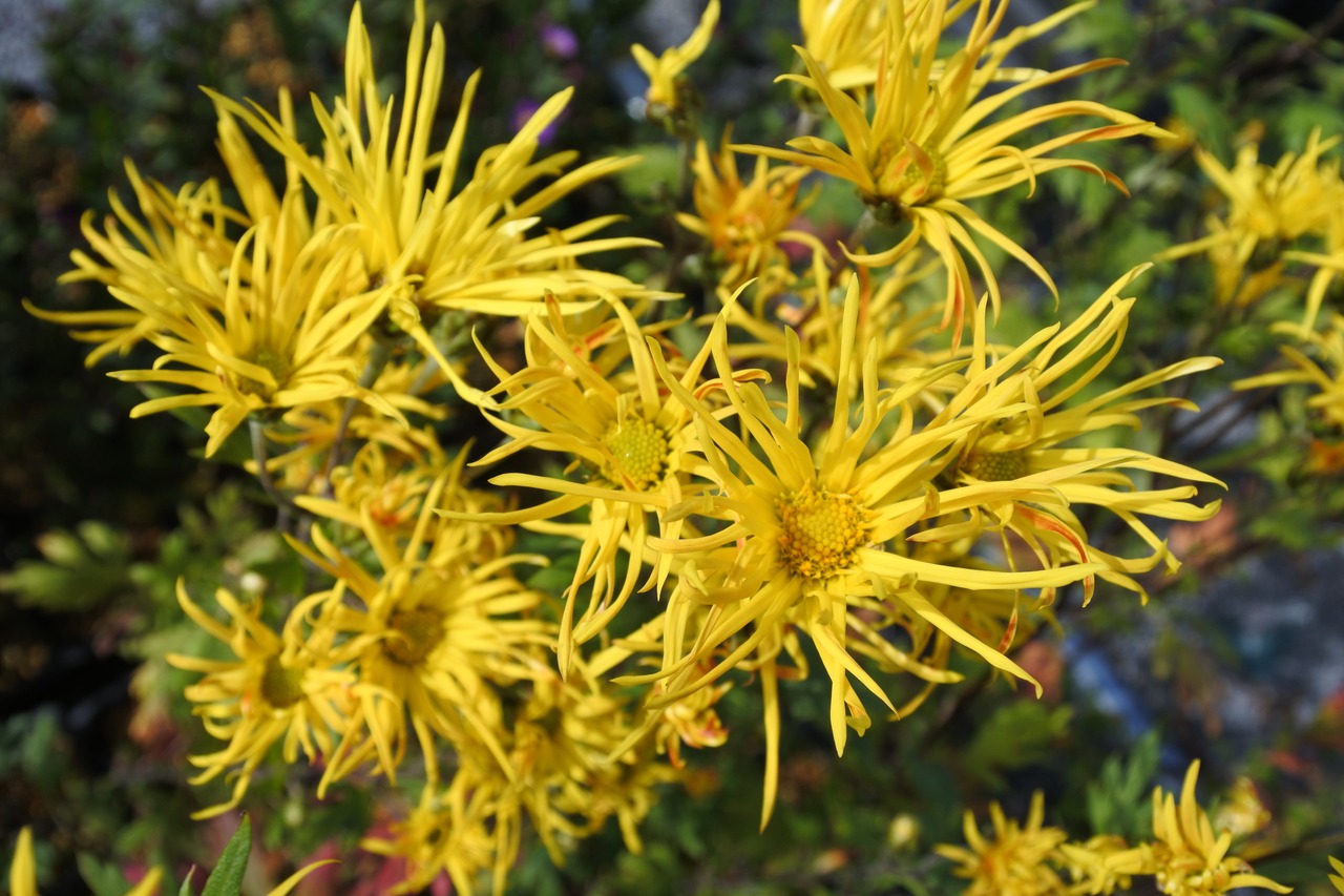 サガギク・スズムシ(嵯峨菊・鈴虫)9cmポット【山野草 花苗 草花 多年草 宿根草 日向 ガーデニング 茶花 耐寒性あり】の画像01