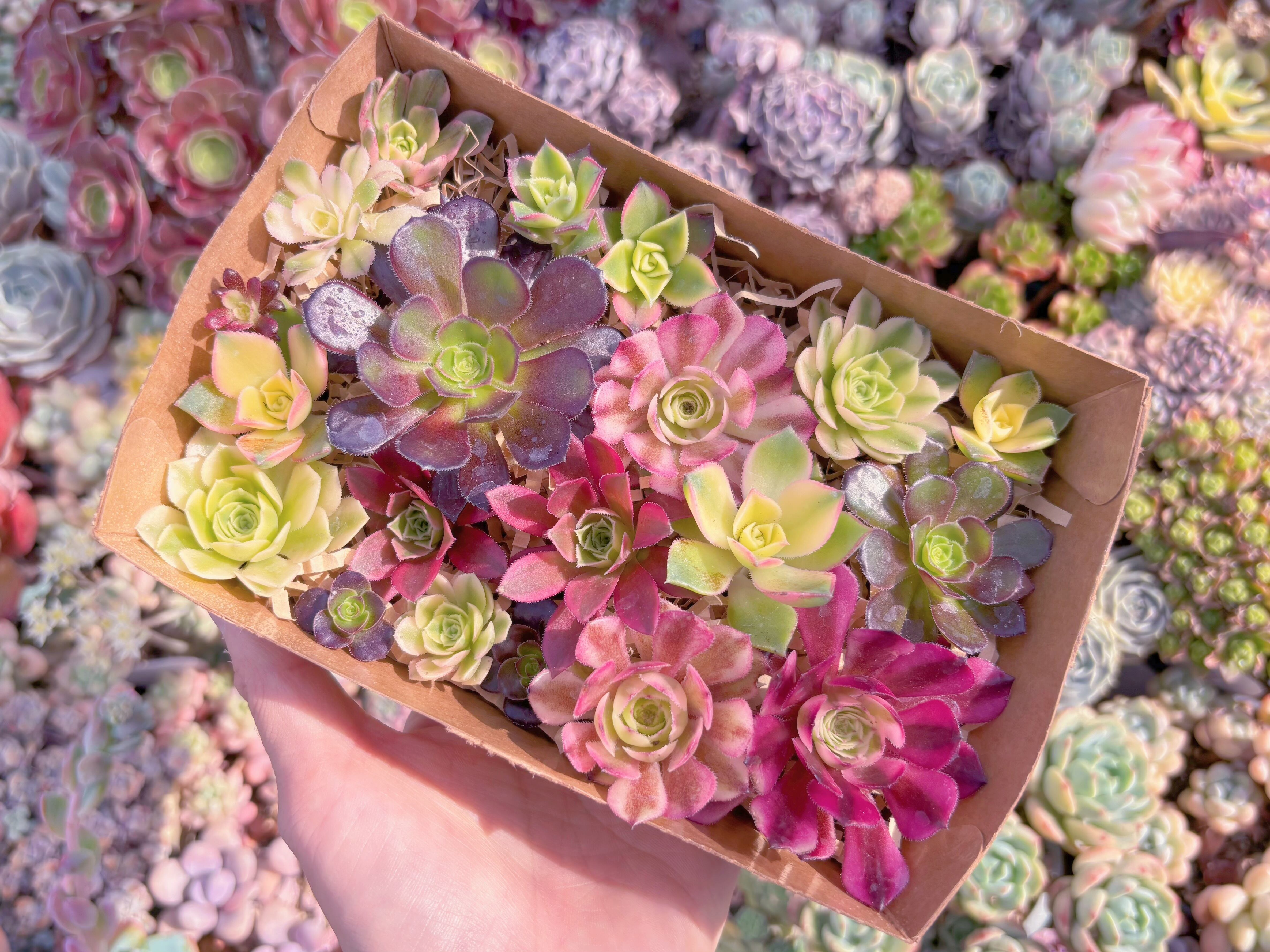 現品　寄せ植えセット#F226　17×4.5×11.5cm　るる農園