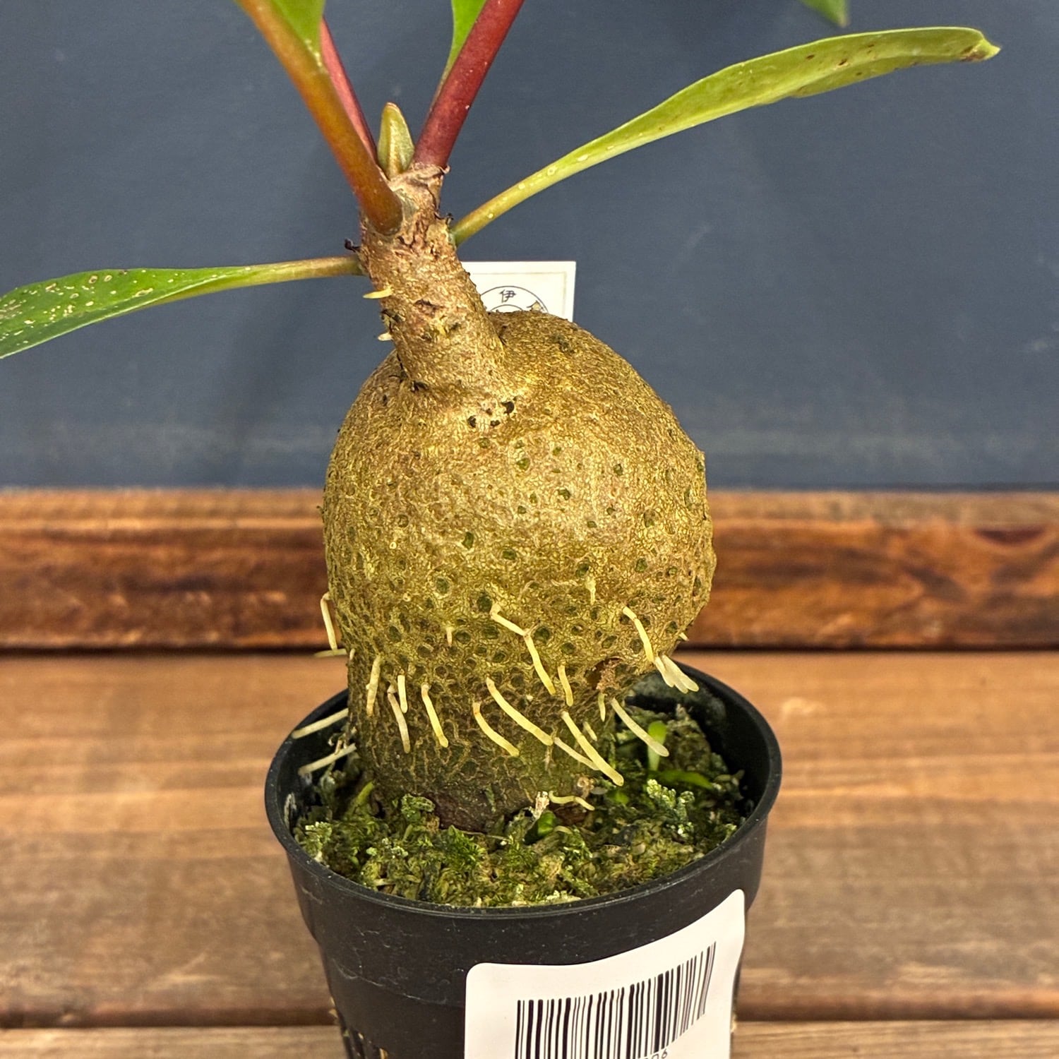 アリ植物】ミルメコディア ベッカリー Myrmecodia beccarii 【塊根