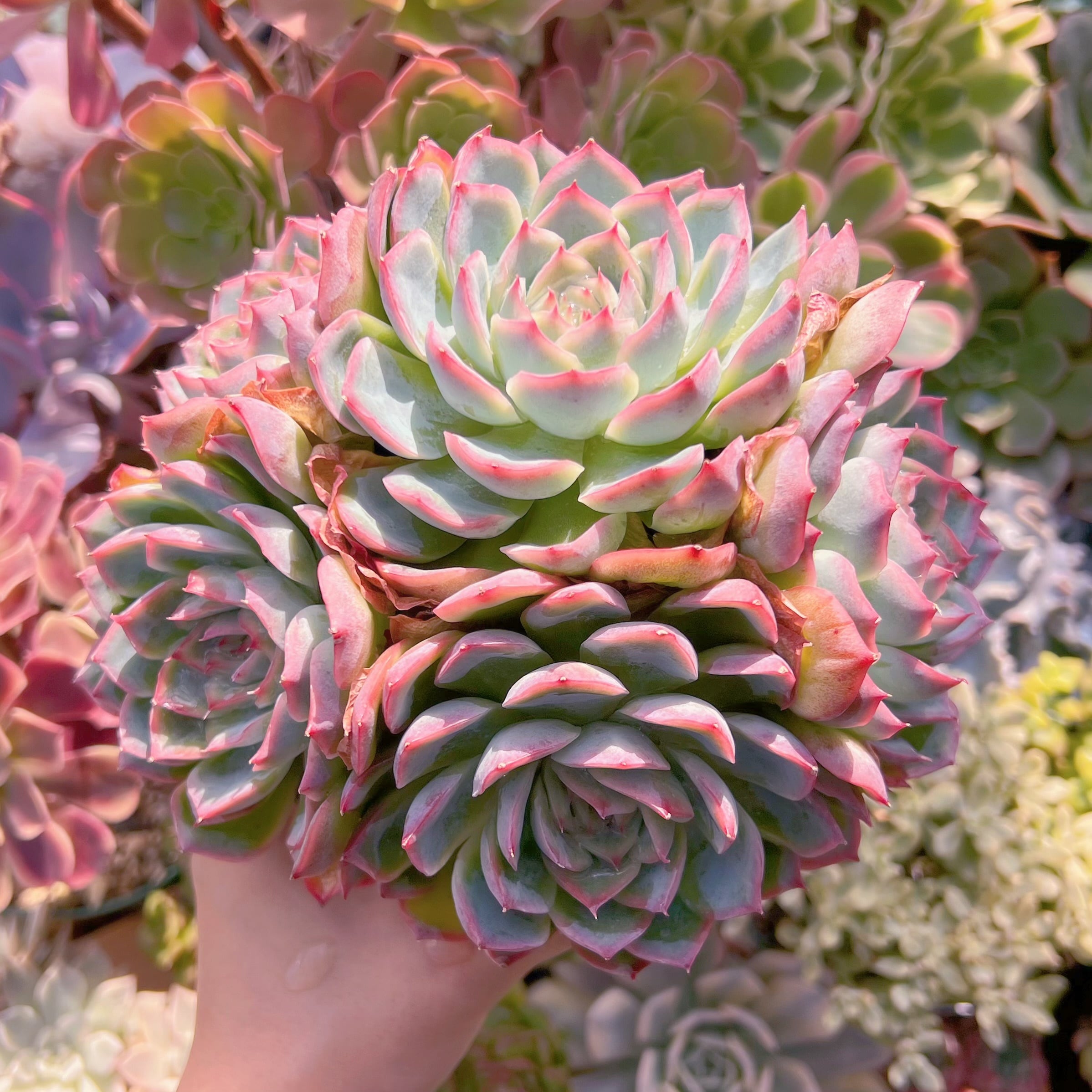 多肉植物　シルエット特大群生　新入荷　るる農園