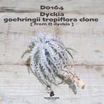 【送料無料】goehringii tropiflora clone《ベアルート株》〔ディッキア〕現品発送D0164