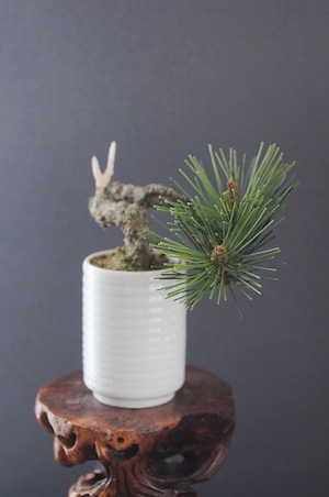 盆栽 松 Pinetree Bonsai #77（鉢変更）