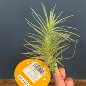 チランジア　アラウジェイ　グリーンスター【650】